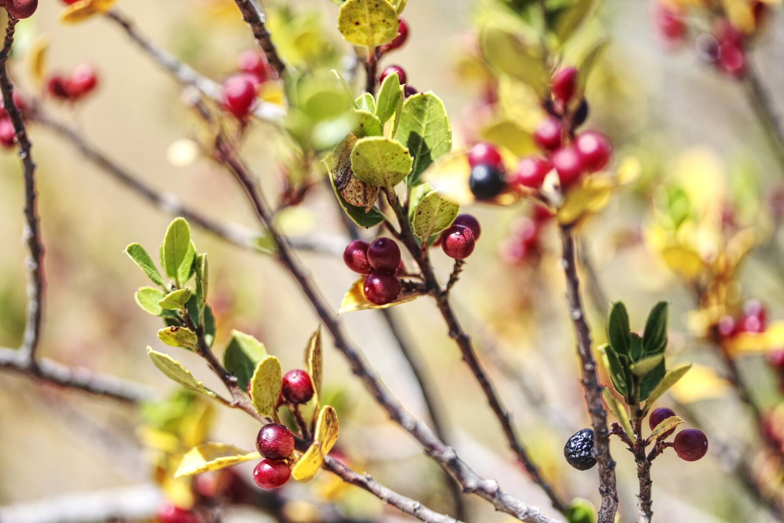 Canon EF-S 60mm F2.8 Macro USM sample photo. Nature, branch, fruit photography