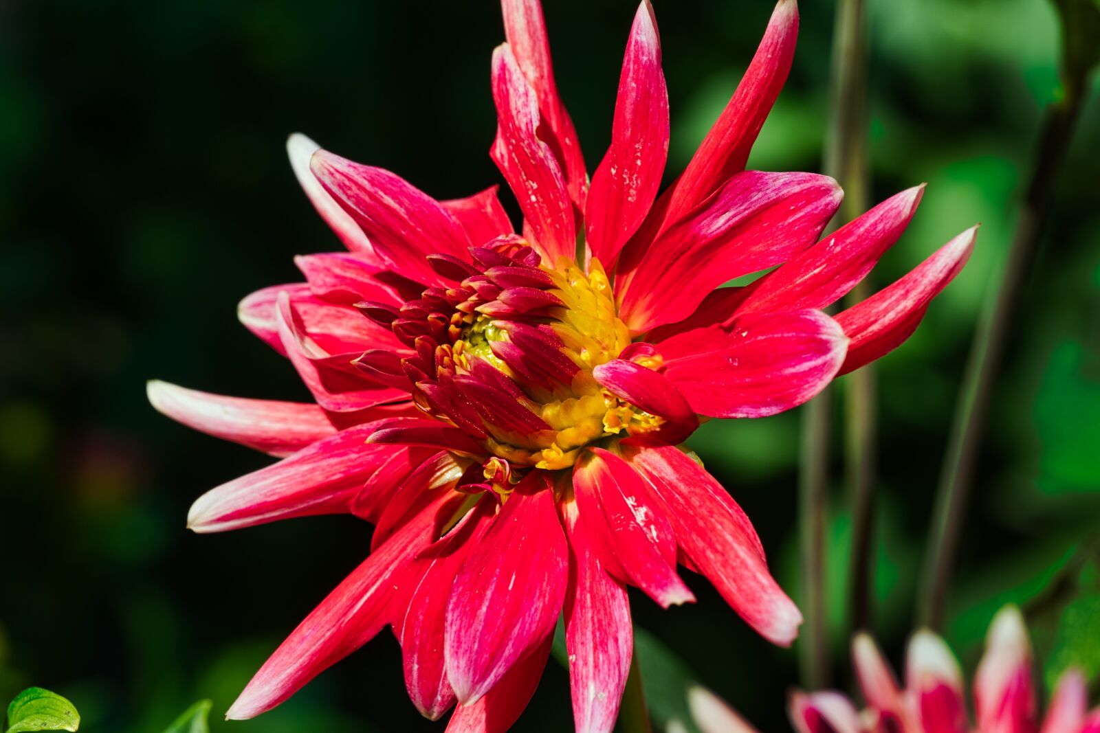 Fujifilm X-T2 sample photo. Flower, nature, blossom photography