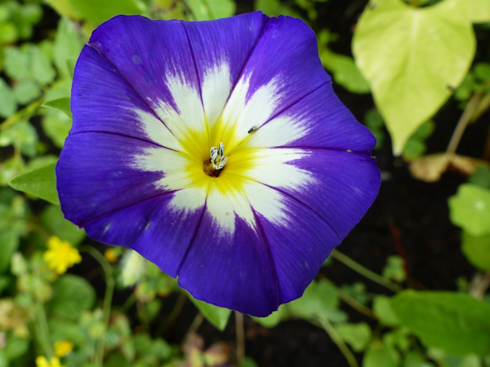 Panasonic Lumix DMC-FZ200 sample photo. Summer flower, blossom, bloom photography
