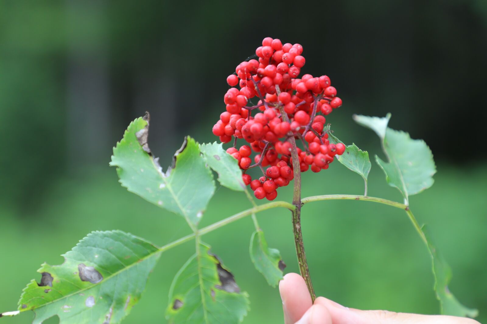 Canon EOS 6D Mark II sample photo. Fruit, green, summer photography