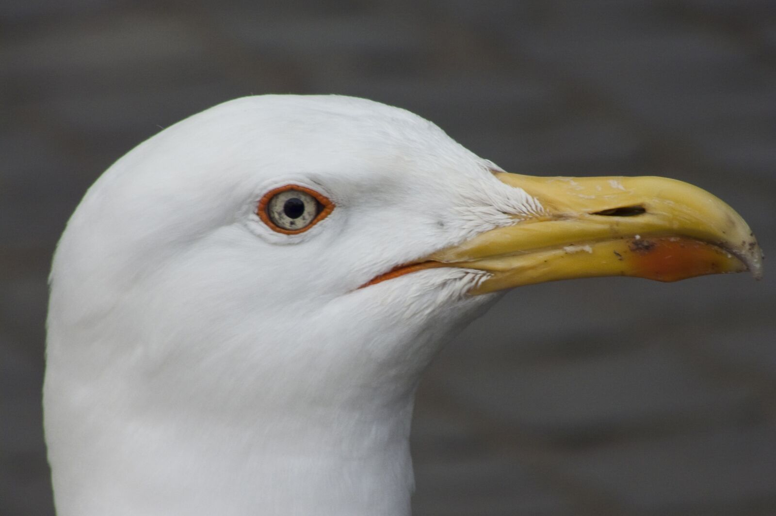 Panasonic DMC-FZ18 sample photo. Sea, birds, gull photography