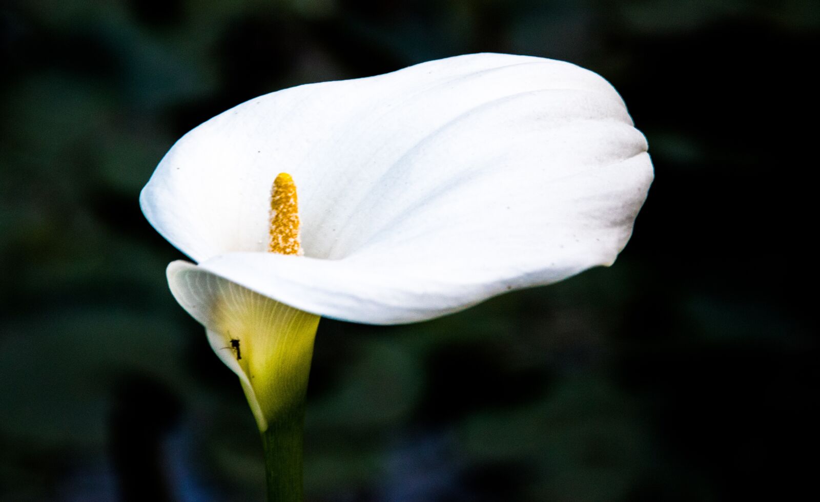 Nikon D5300 sample photo. Flower, nature, flora photography
