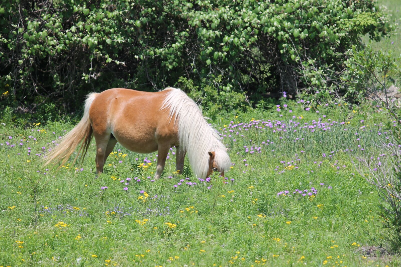 Canon EOS 1100D (EOS Rebel T3 / EOS Kiss X50) sample photo. Texas, hill country, landscape photography