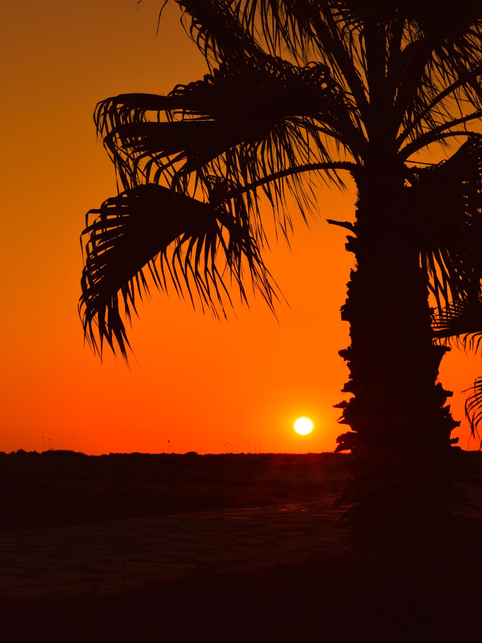Nikon D3300 sample photo. Palm tree, sun, sunset photography