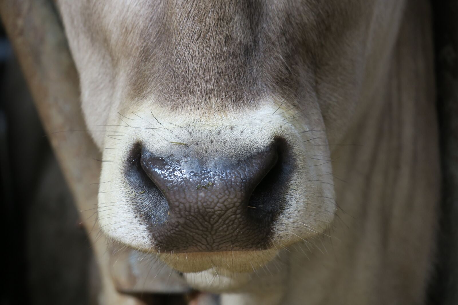 Canon PowerShot G3 X sample photo. Cow, nose, mammal photography