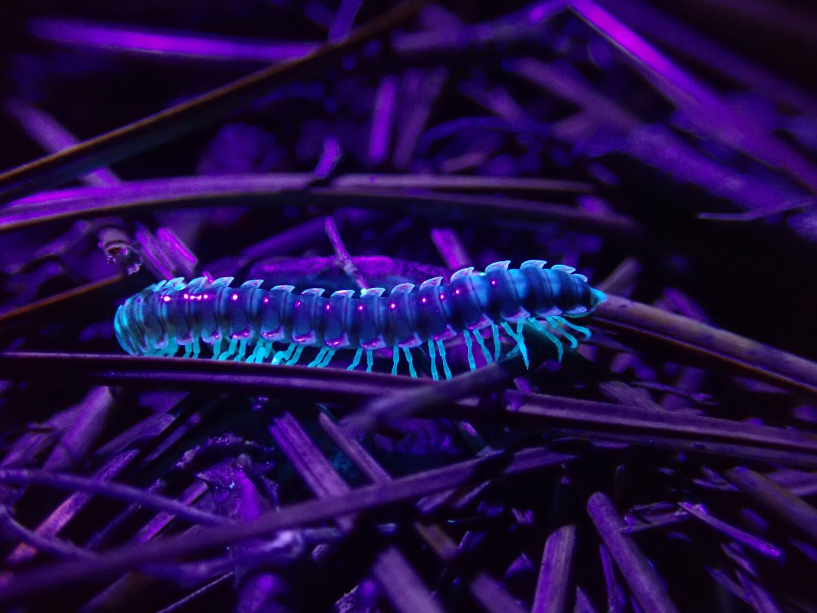 Olympus TG-5 sample photo. Millipede, fluorescent, ultraviolet photography