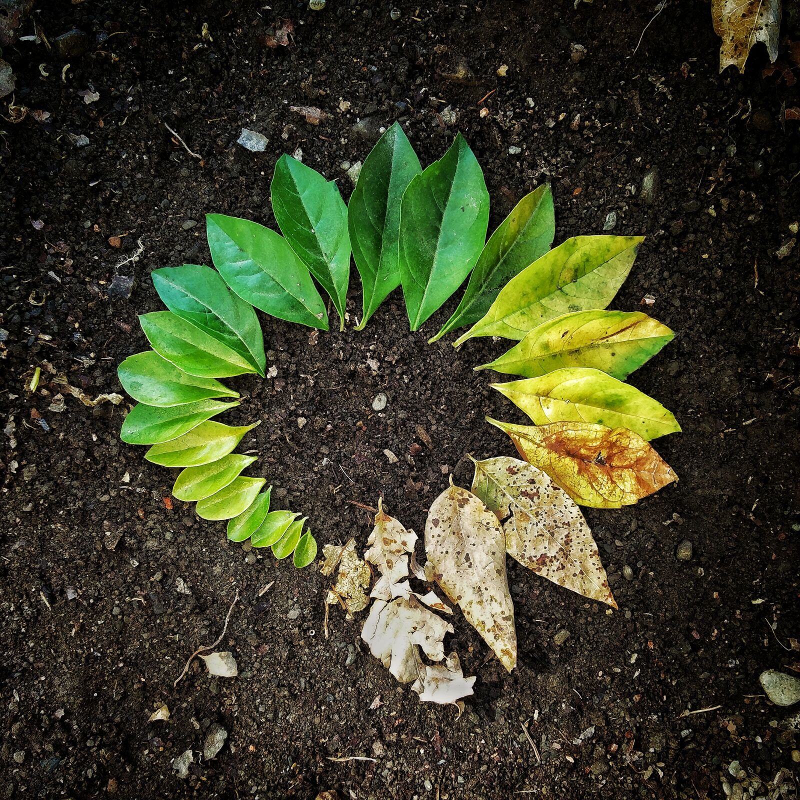 OnePlus 2 sample photo. Leaf, flora, soil photography