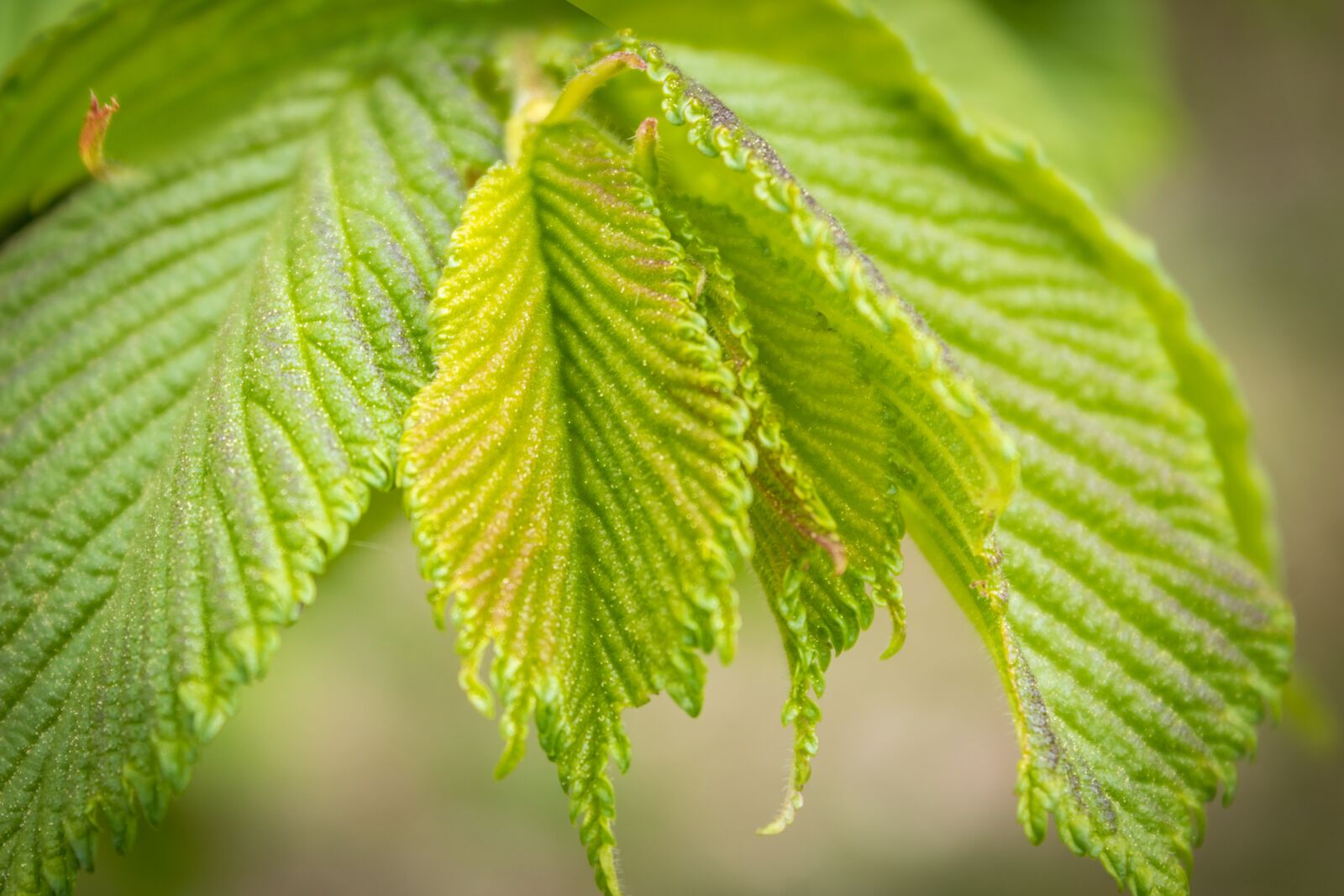 Canon EOS 1300D (EOS Rebel T6 / EOS Kiss X80) sample photo. Leaf, foliation, spring photography