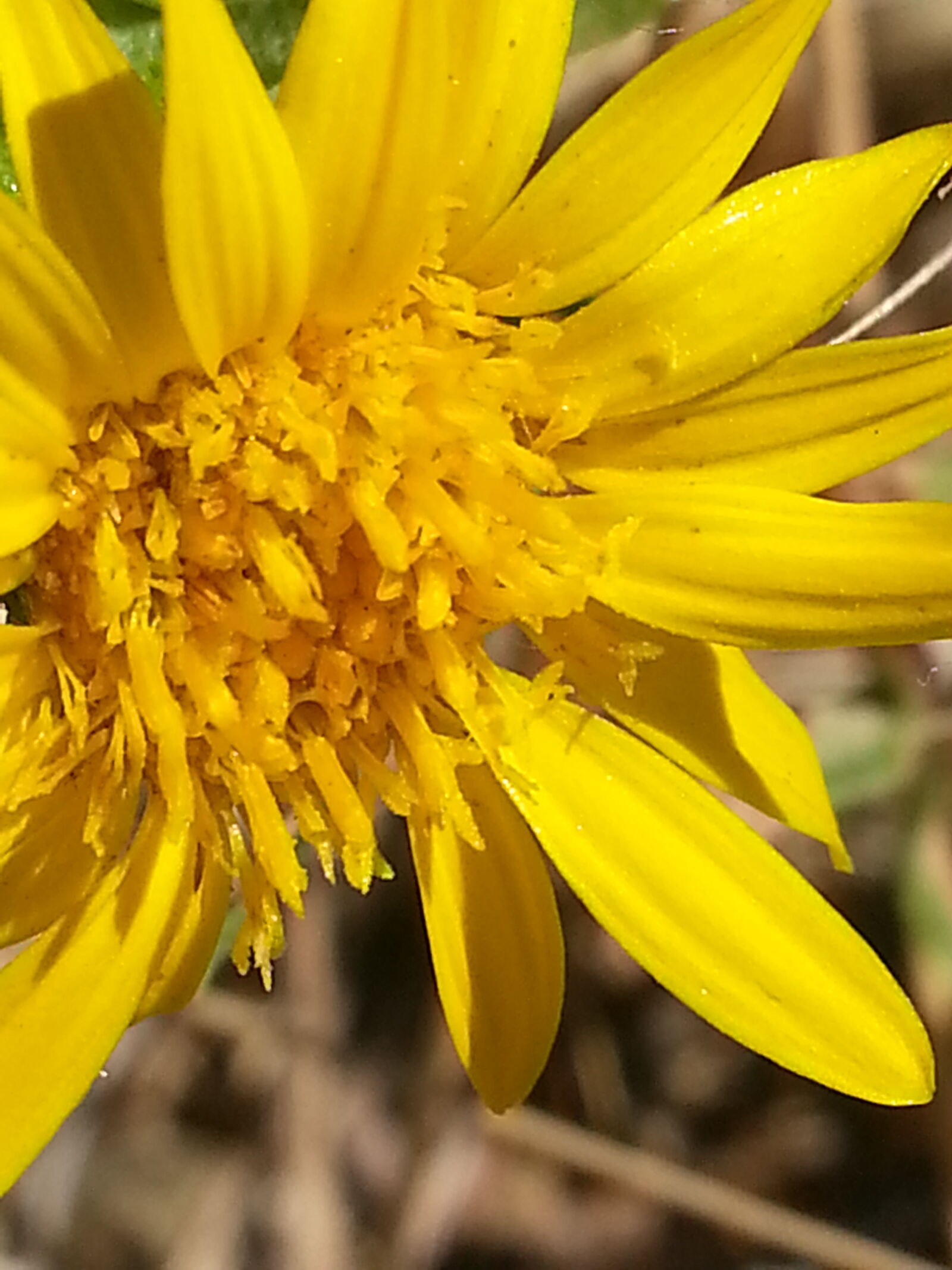 Samsung Galaxy S3 sample photo. Nature, wildflower, yellow photography