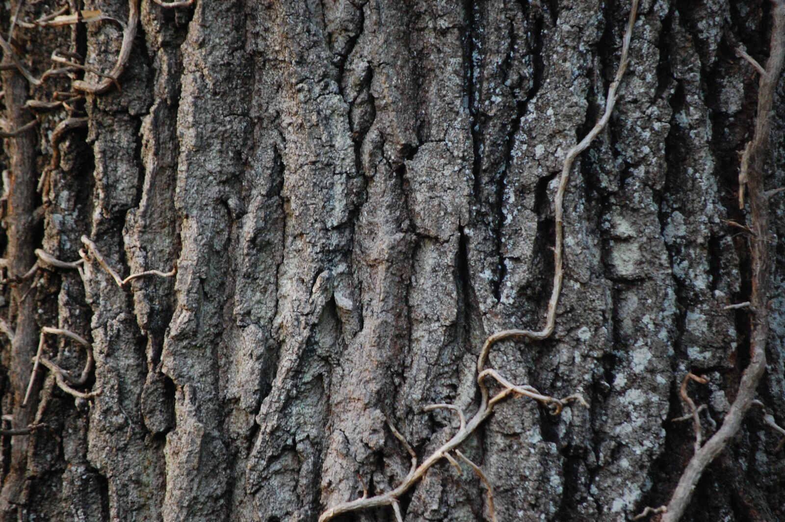 Nikon D40 sample photo. Log, wood, bark photography