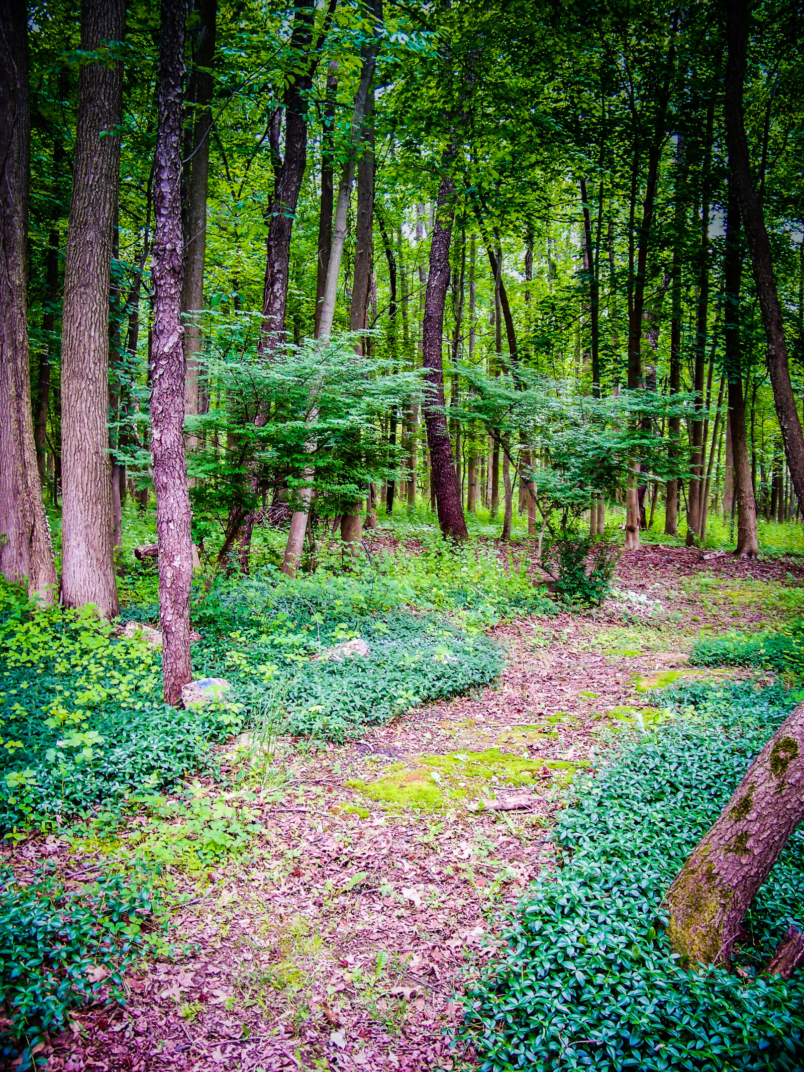 Kodak EASYSHARE Z1012 IS DIGITAL CAMERA sample photo. Forest, green, path, tree photography