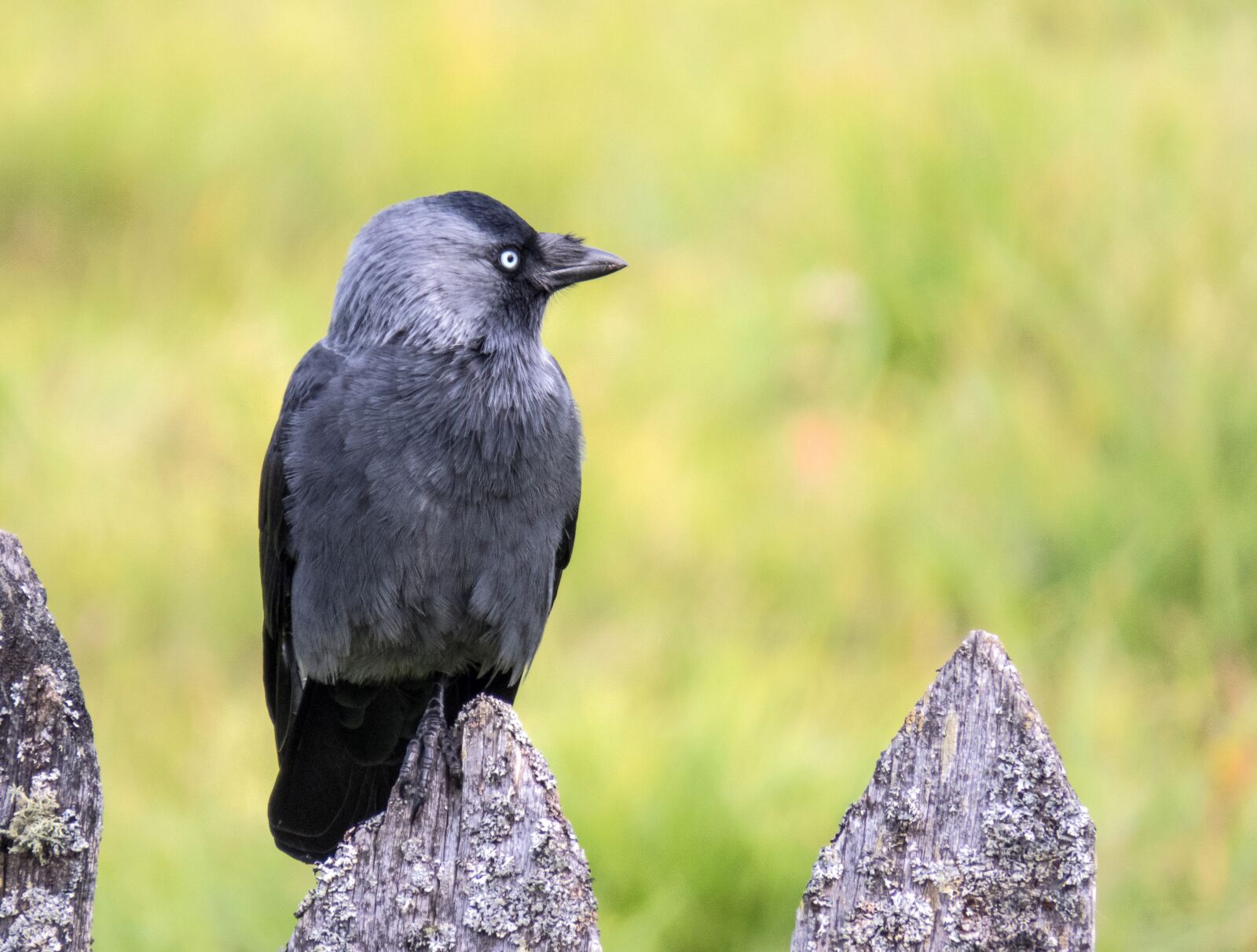 Canon PowerShot SX60 HS sample photo. Bird, jackdaw, sit photography
