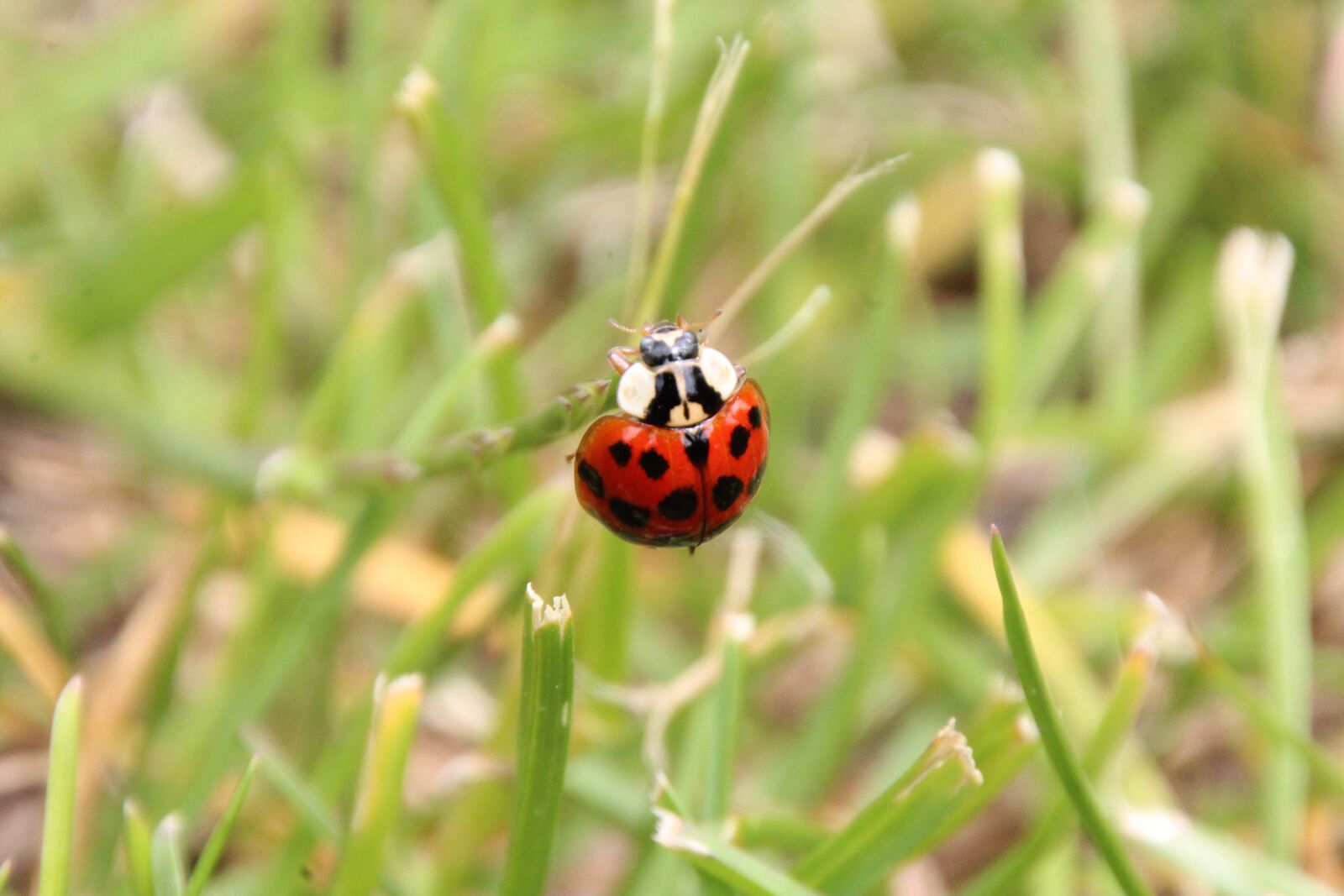 Canon EOS 1200D (EOS Rebel T5 / EOS Kiss X70 / EOS Hi) sample photo. Ladybug, grass, red photography
