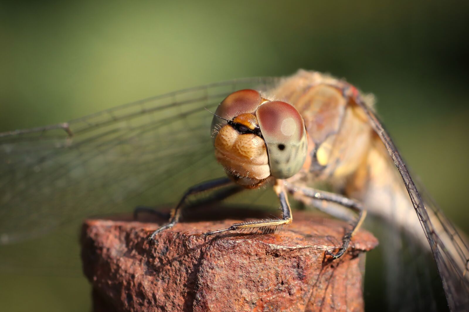 Tamron SP 90mm F2.8 Di VC USD 1:1 Macro sample photo. Dragonfly, dragonfly eyes, insect photography