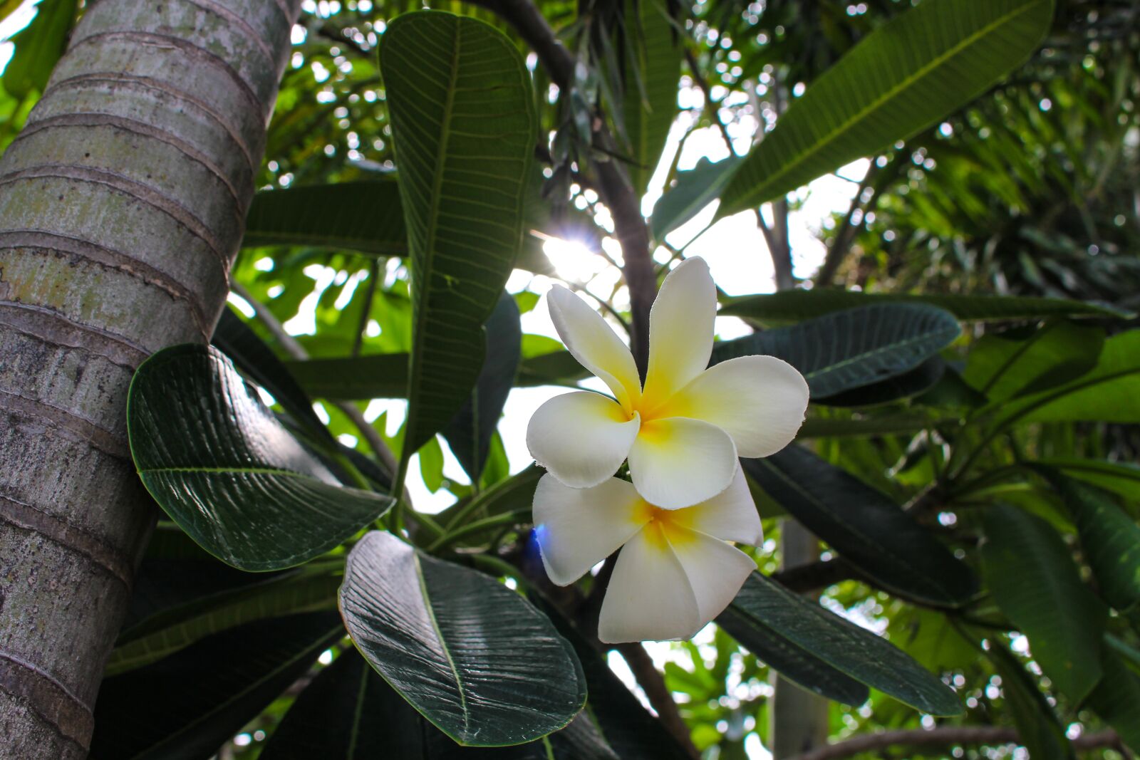 Canon EOS 700D (EOS Rebel T5i / EOS Kiss X7i) sample photo. More information, flower, leaves photography