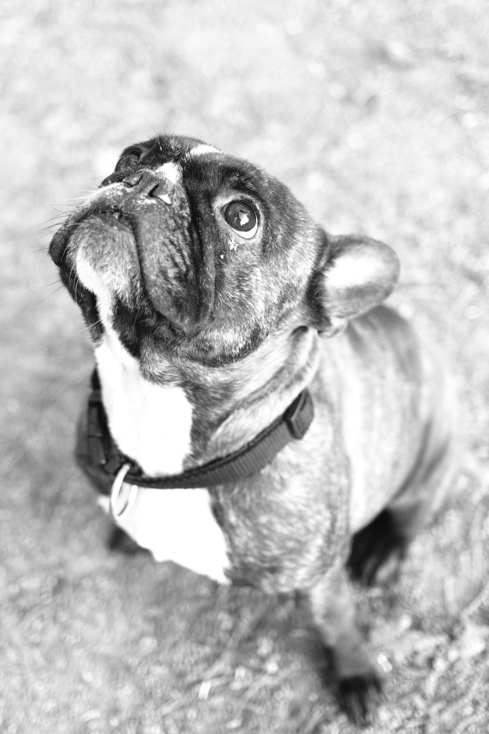 Fujifilm XF 23mm F1.4 R sample photo. Bulldog, dog, animal photography
