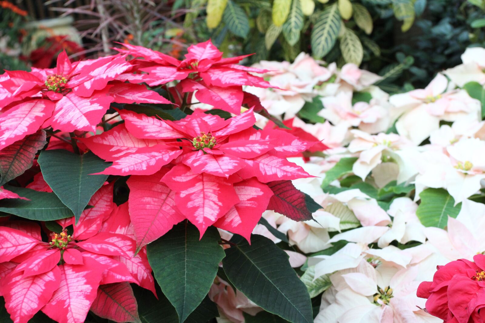 Canon EF 17-40mm F4L USM sample photo. Poinsettia, winter plants, holiday photography