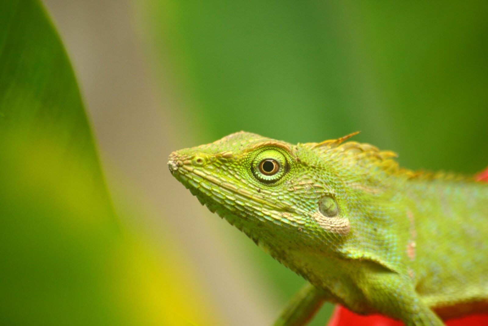 Nikon D5100 sample photo. Chameleon, animals, insect photography