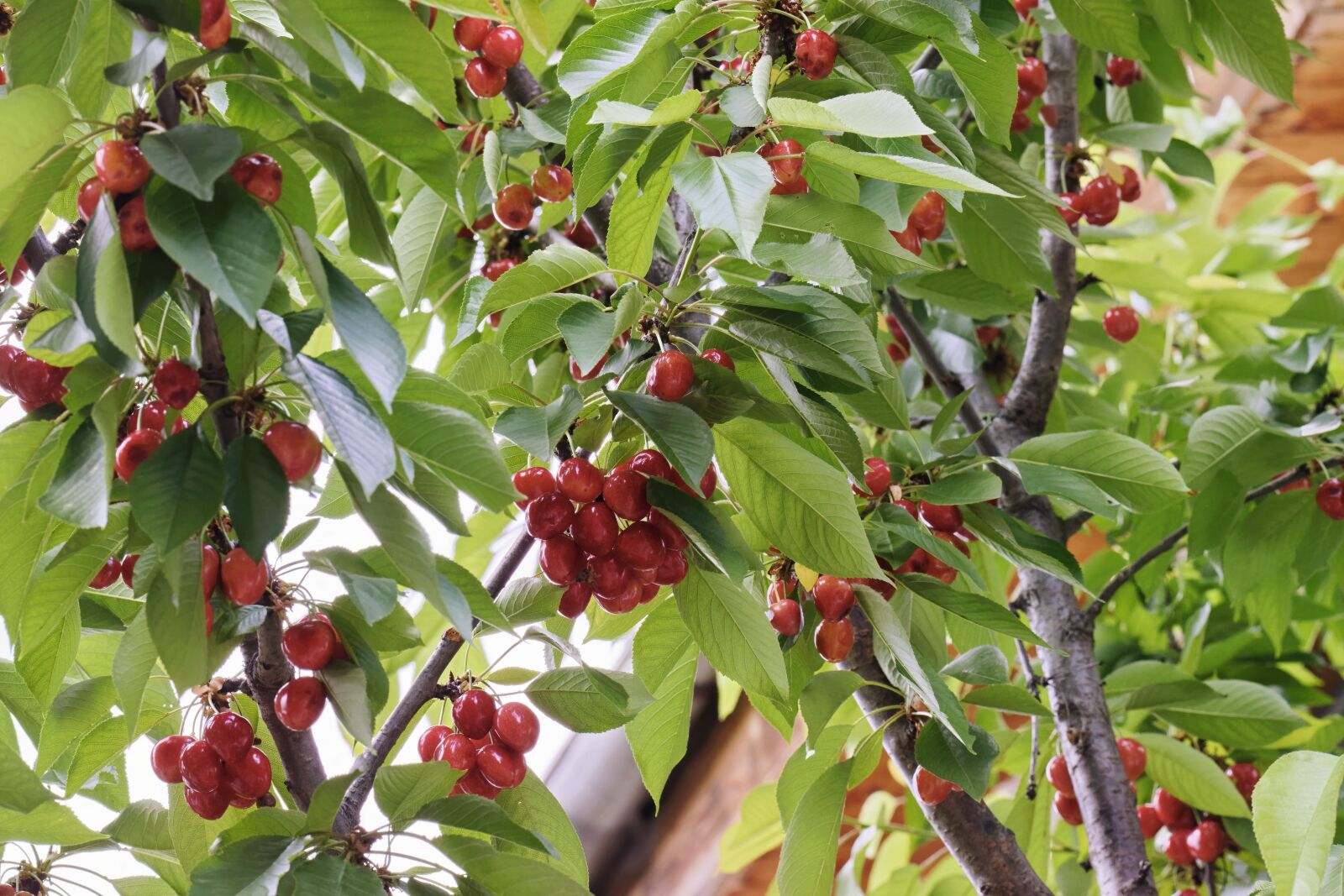 Nikon D5300 sample photo. The ripe fruit, cherry photography