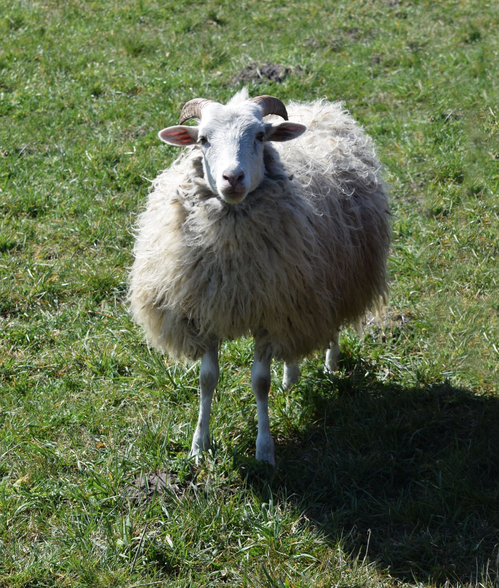 Nikon D5300 sample photo. Sheep, bock, meadow photography