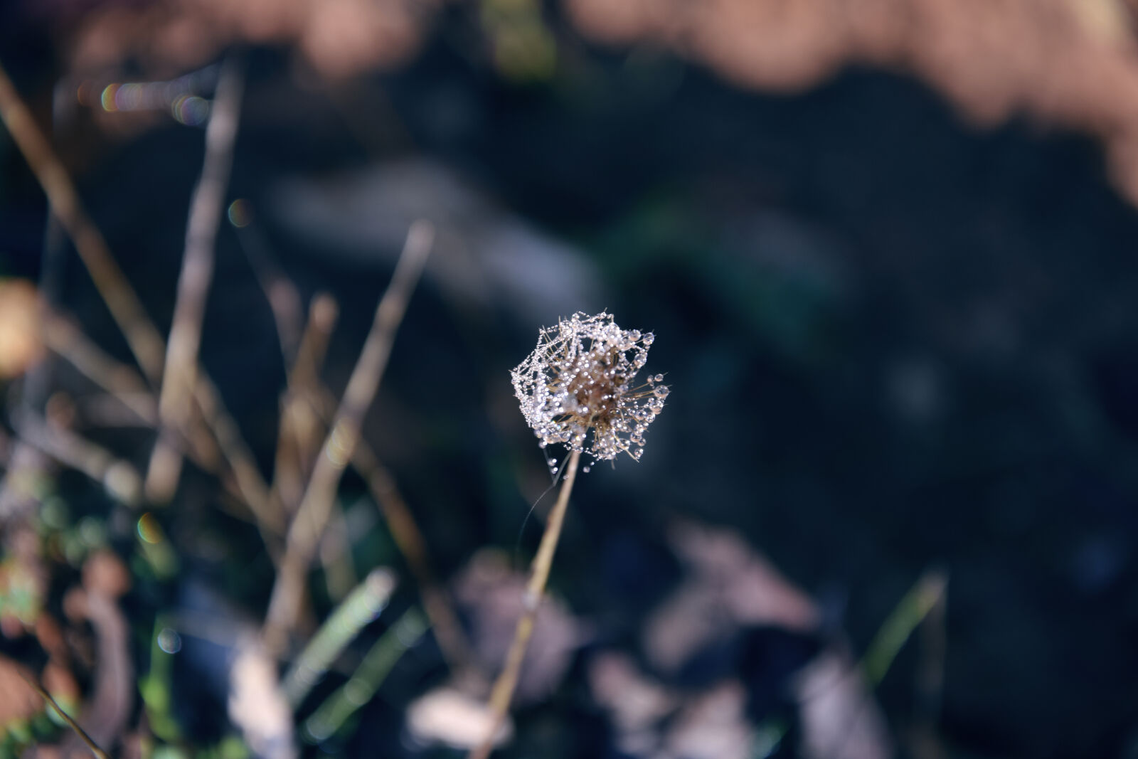 Nikon D3300 sample photo. Dandelion, detail, dew, flower photography