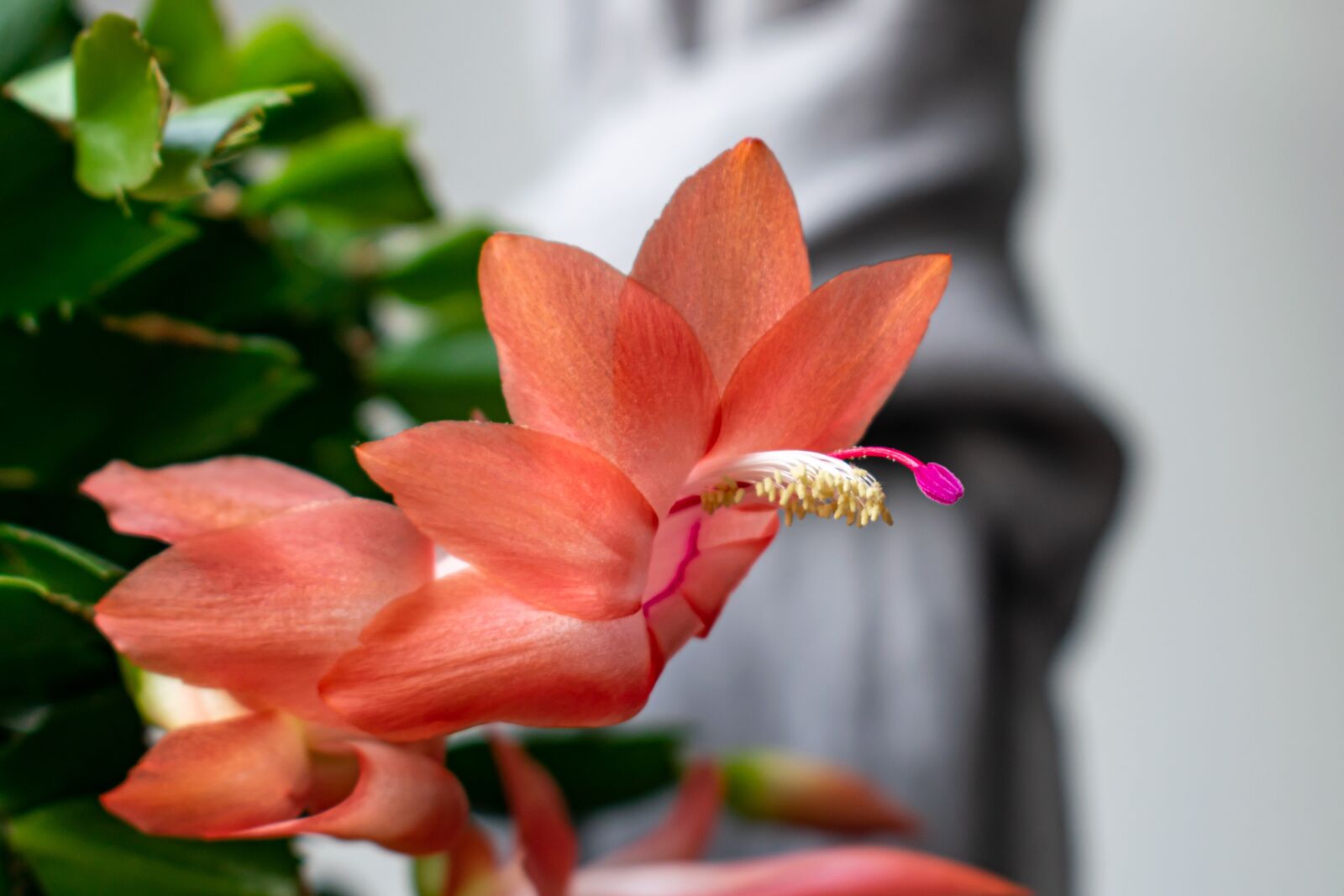 Nikon D5300 sample photo. Weihnachtskaktus, orange blossom, close photography