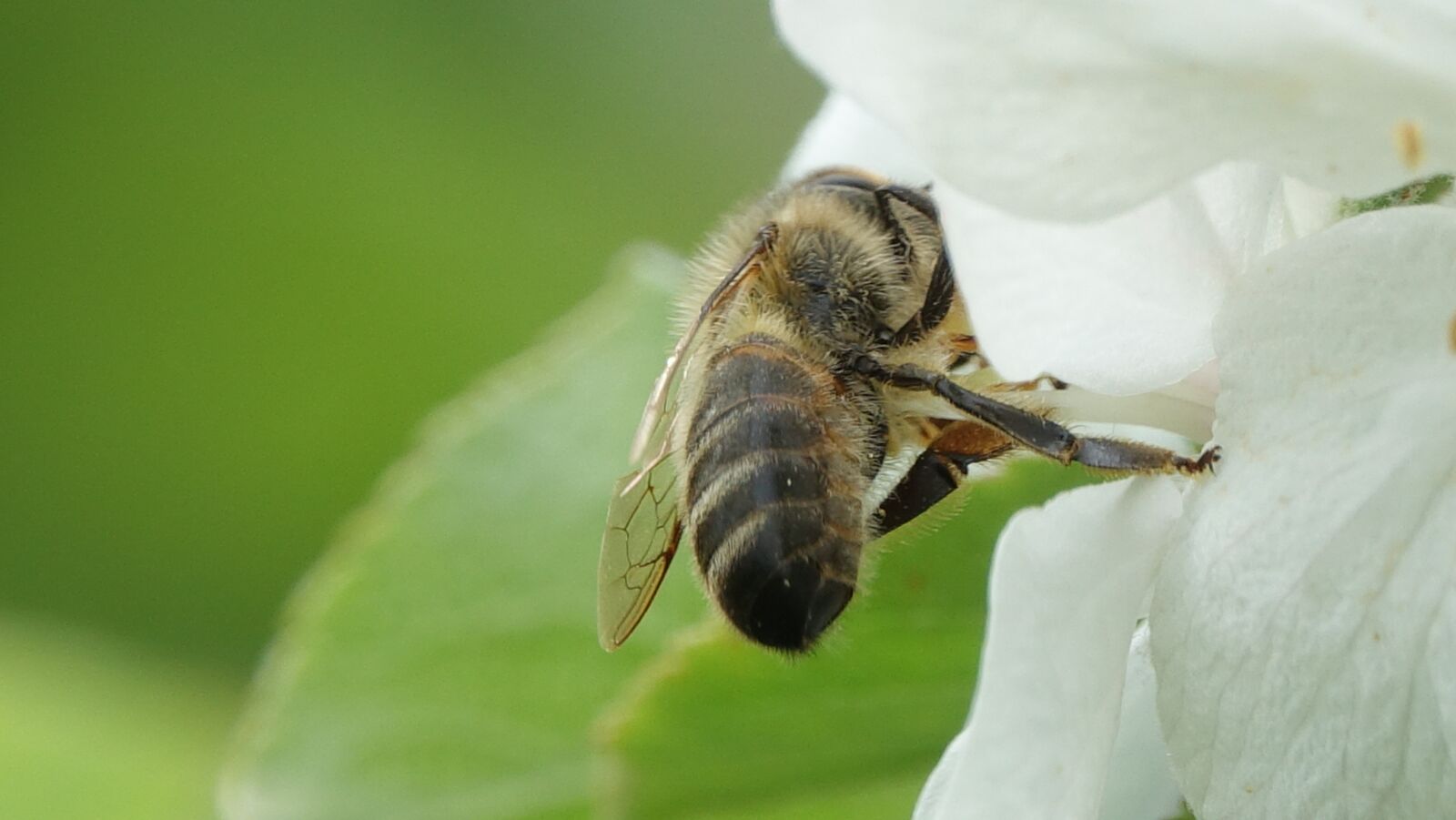 Sony Cyber-shot DSC-RX10 III sample photo. Nature, insect, animal photography