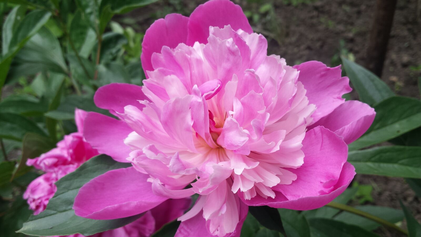 Samsung Galaxy S4 sample photo. Peony, pink peony, flowers photography
