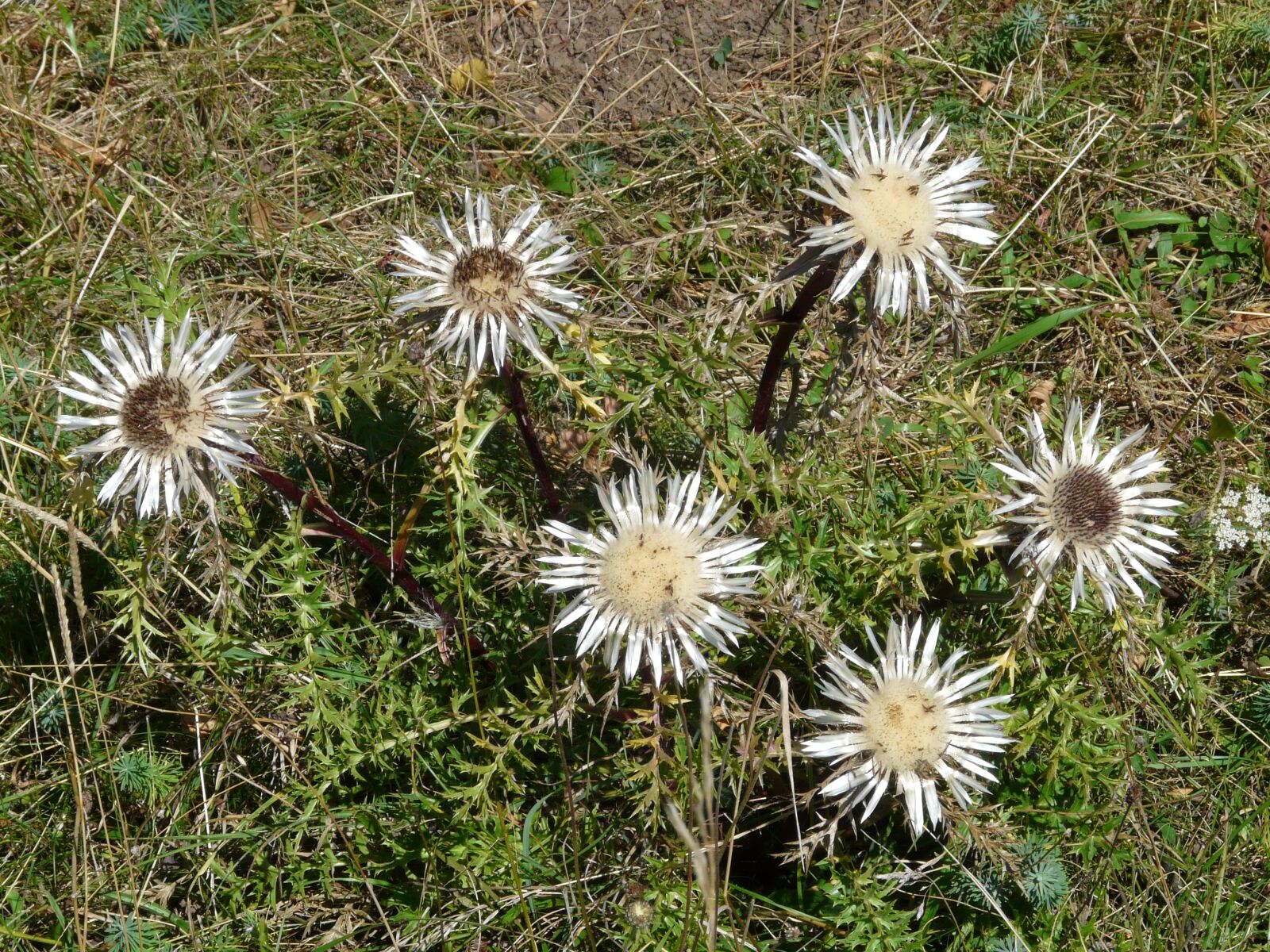 Panasonic DMC-FZ18 sample photo. Thistle, silberdisteln, carlina acaulis photography