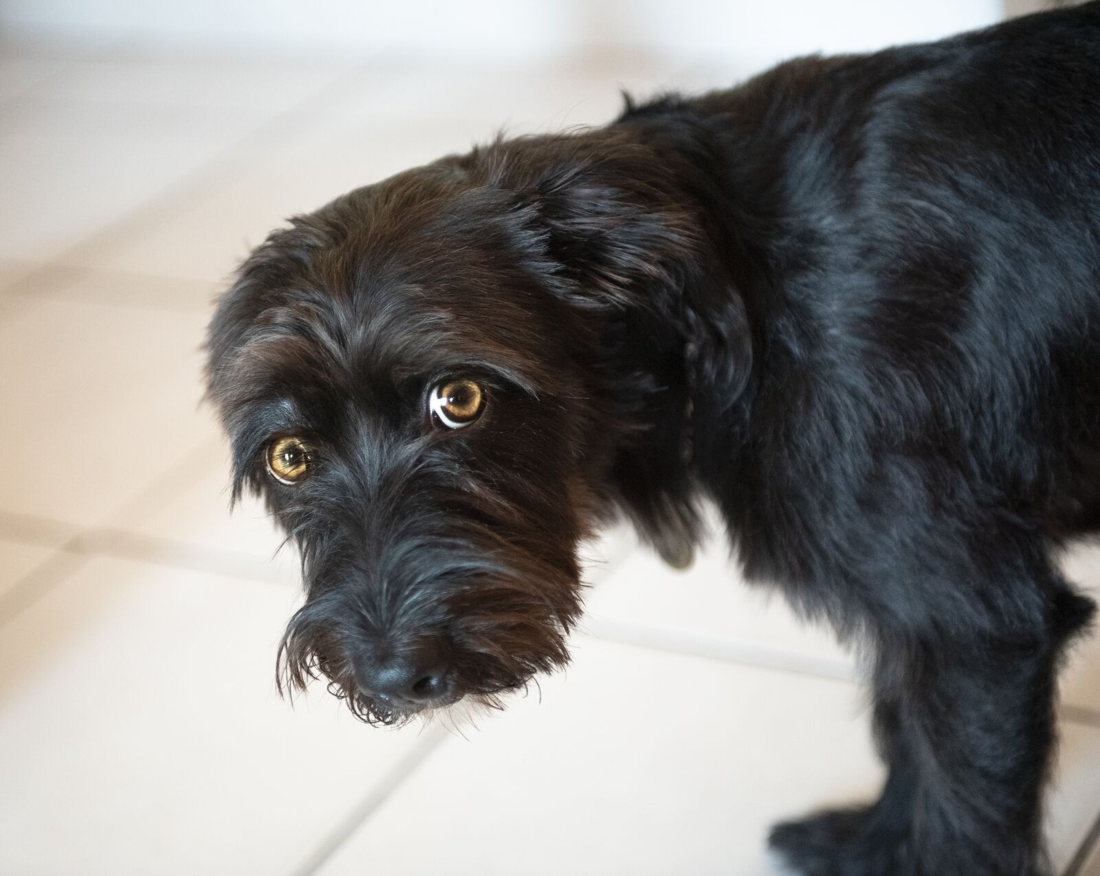 Nikon D750 sample photo. Cachorro, pet, animal photography