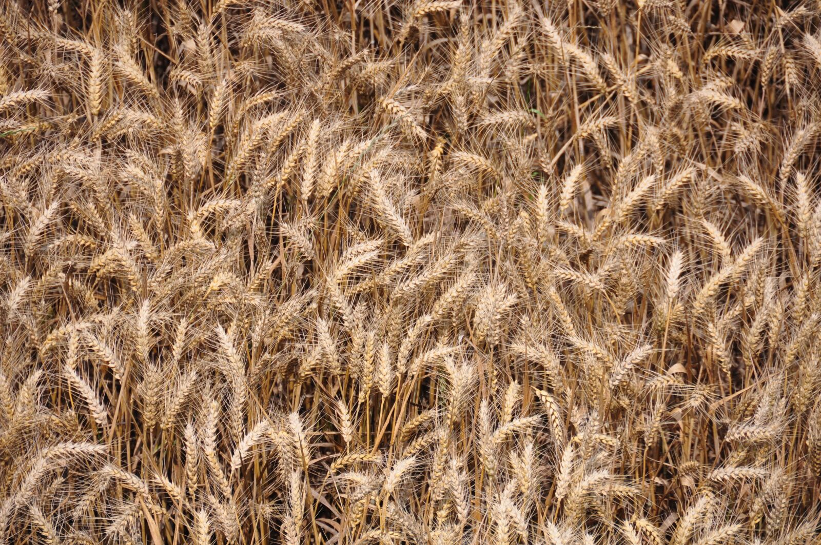 Nikon D90 sample photo. Wheat, crop, agriculture photography