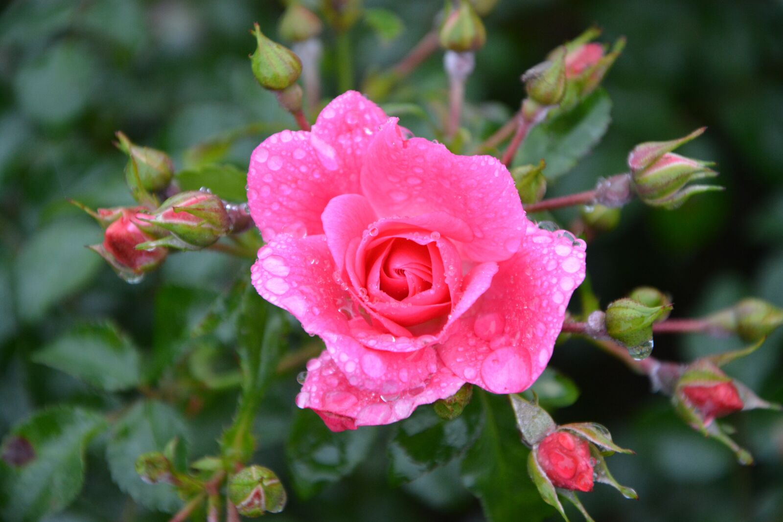 Nikon D5200 sample photo. Pink, rosebuds, color pink photography