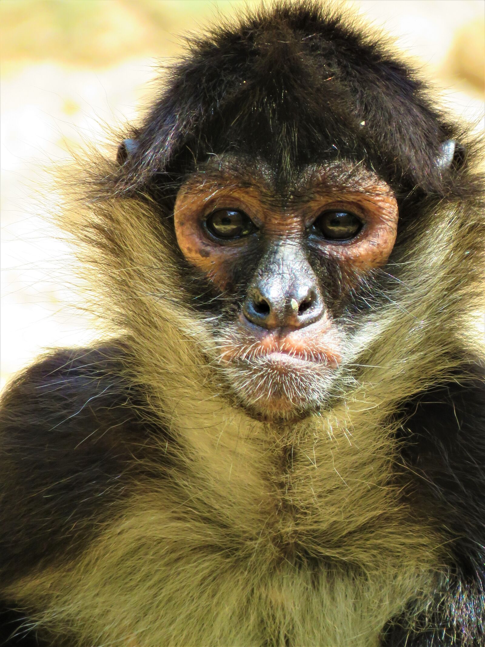 Canon PowerShot SX60 HS sample photo. Spider monkey, monkey, primate photography