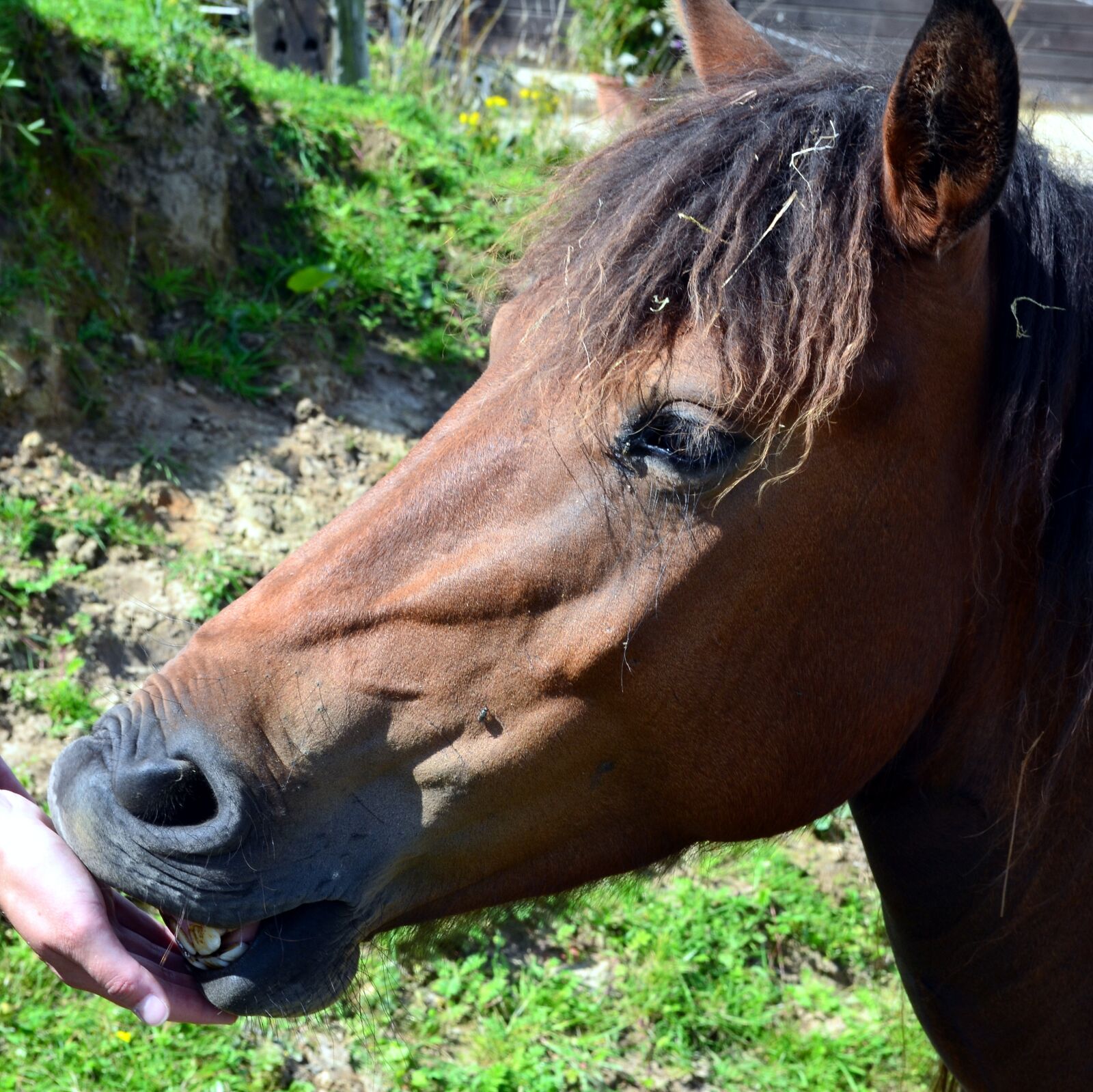 Nikon D5100 sample photo. Pony, horse, dare photography