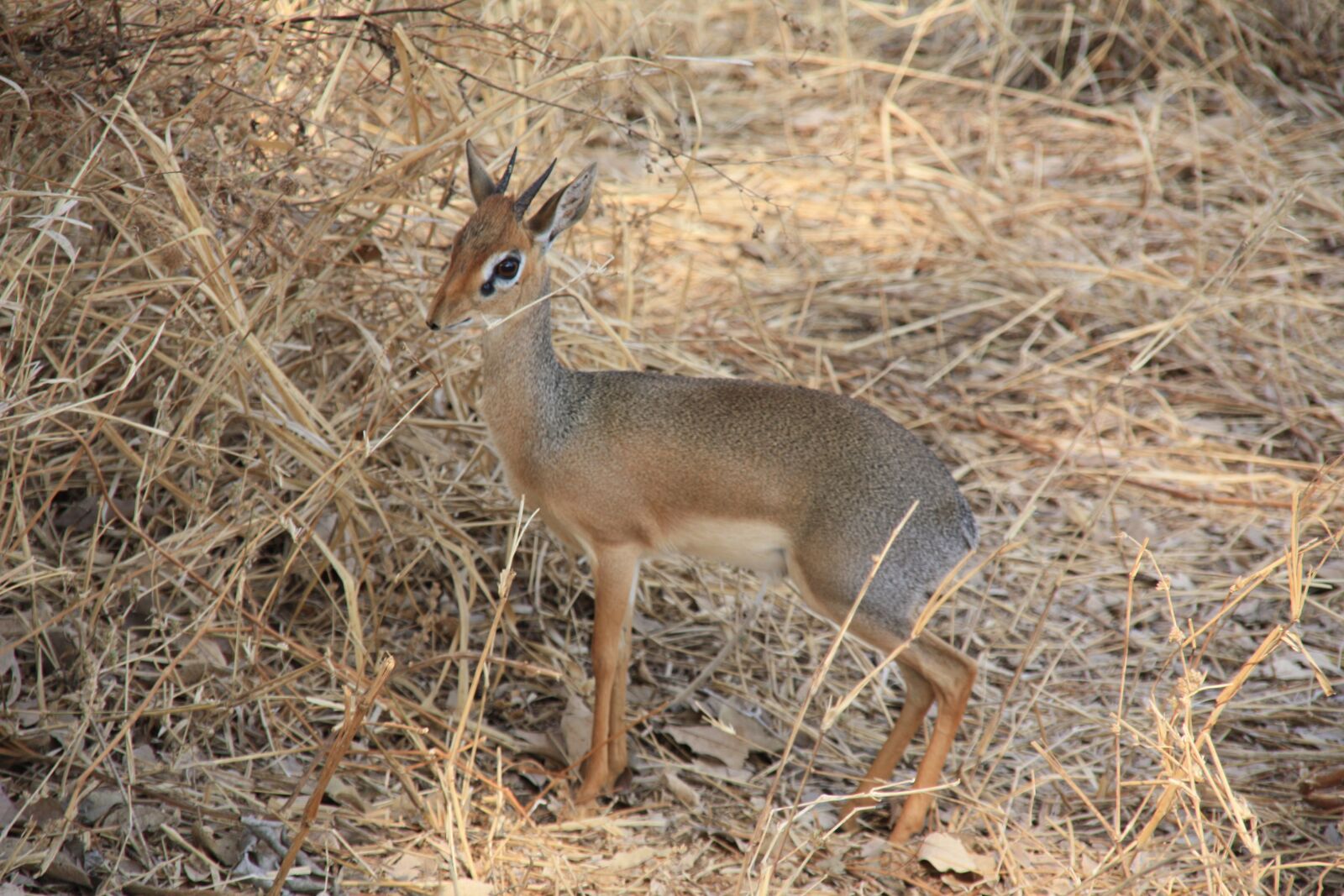 Canon EOS 450D (EOS Rebel XSi / EOS Kiss X2) sample photo. Tanzania, animals, wild photography