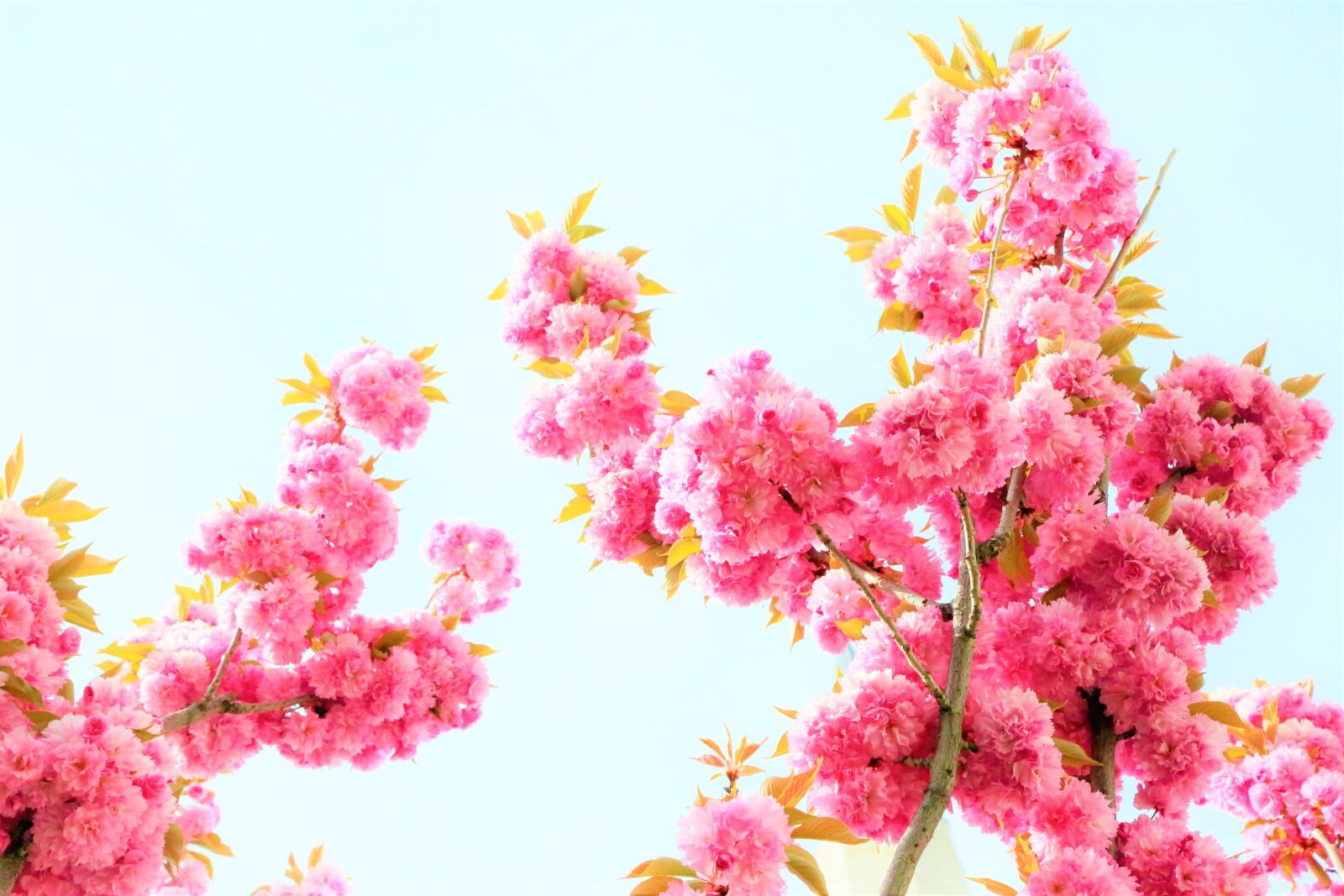 Canon EF 24-105mm F4L IS USM sample photo. Flowers, cherry, spring photography
