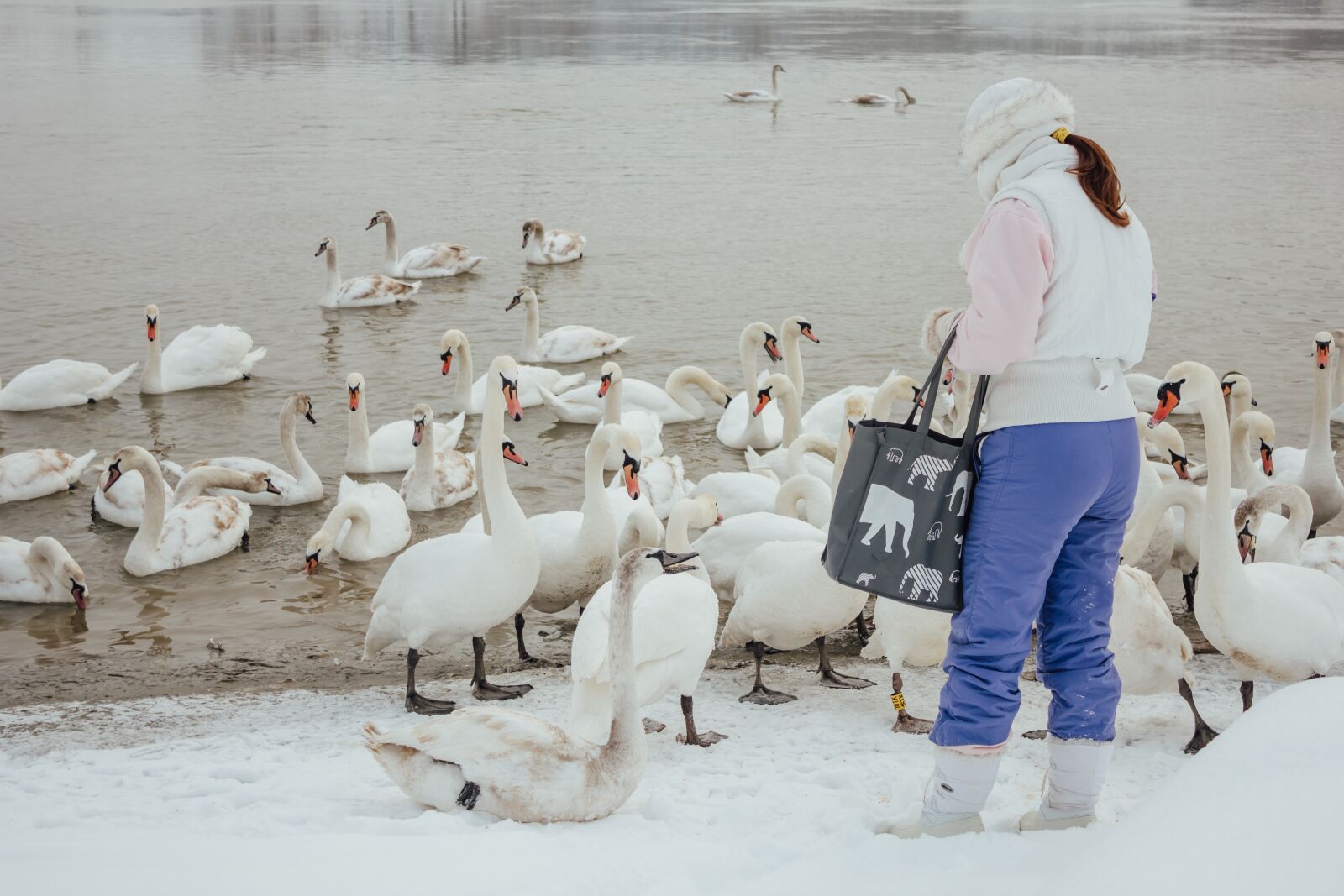 Canon EF-S 18-55mm F3.5-5.6 IS sample photo. Swan, winter, wilderness, riverbank photography