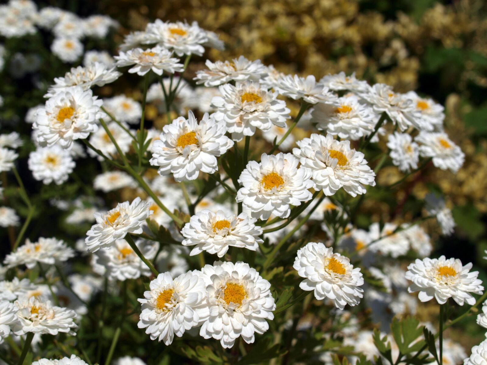 Olympus E-520 (EVOLT E-520) sample photo. Nature, flower, flora photography