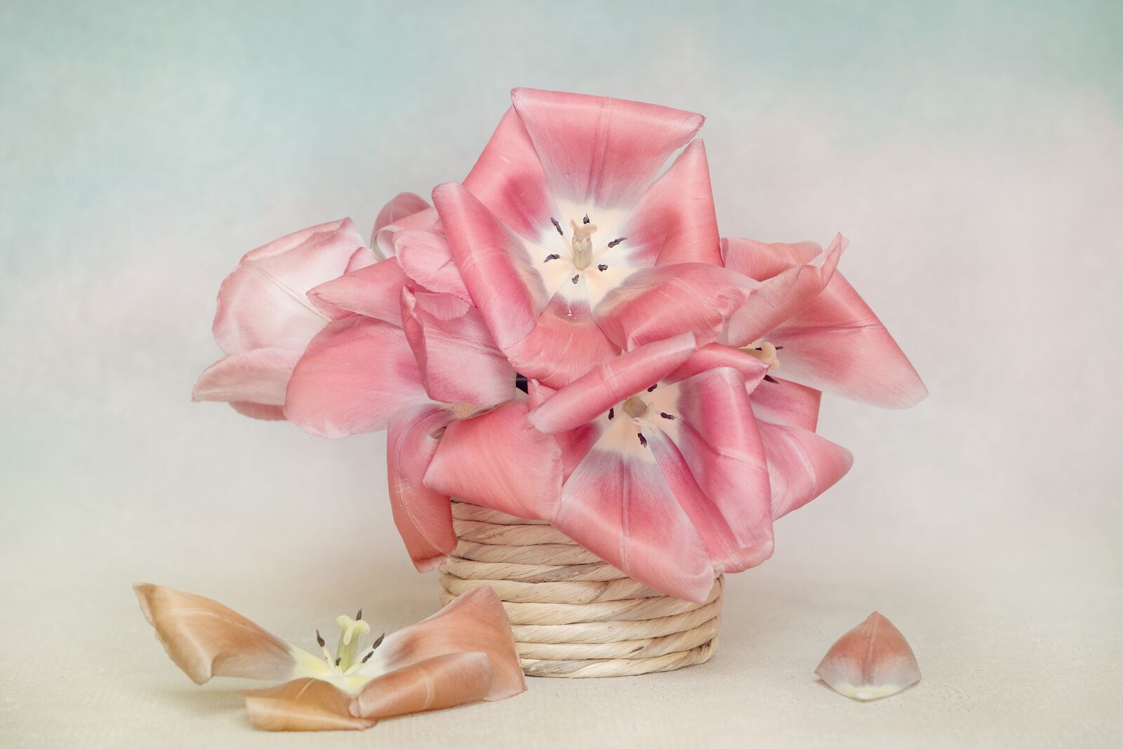 Nikon D750 sample photo. Flowers, tulips, petals photography