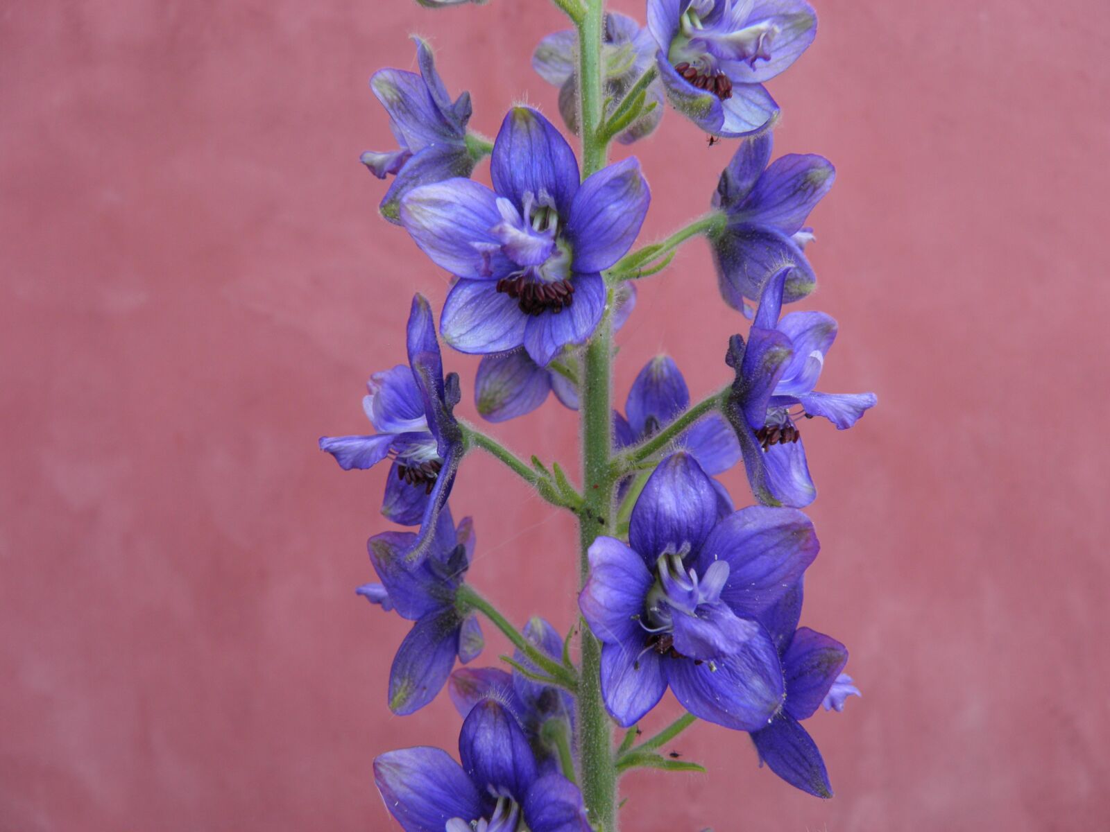 Olympus SP800UZ sample photo. Delphinium, aconite, blue photography