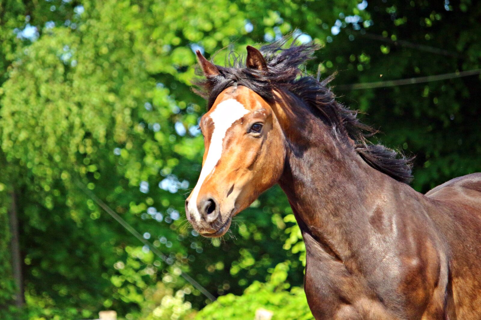 Canon EOS 100D (EOS Rebel SL1 / EOS Kiss X7) sample photo. Horse, pony, brown photography