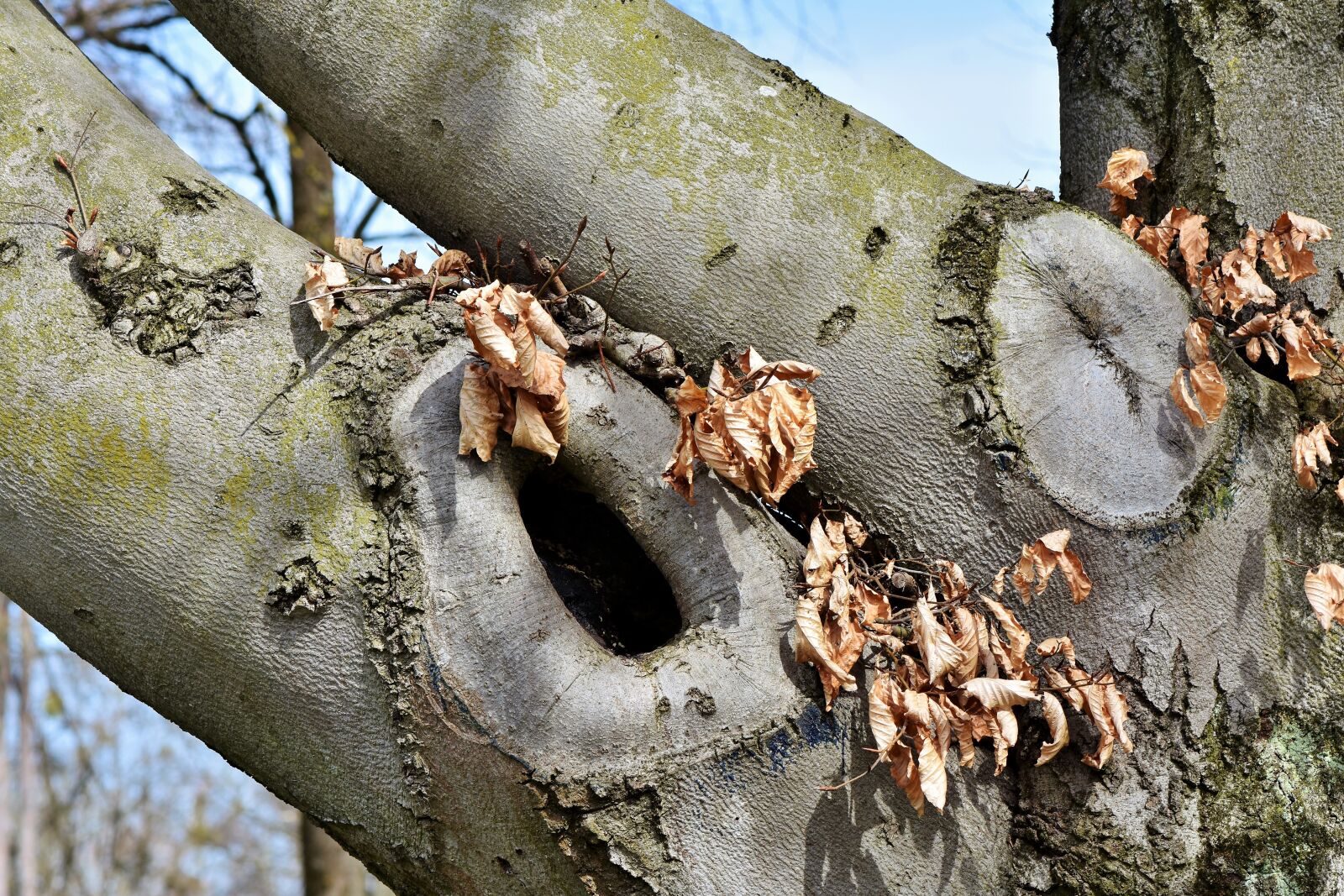 Nikon D7200 sample photo. Tree, knothole, gnarled photography