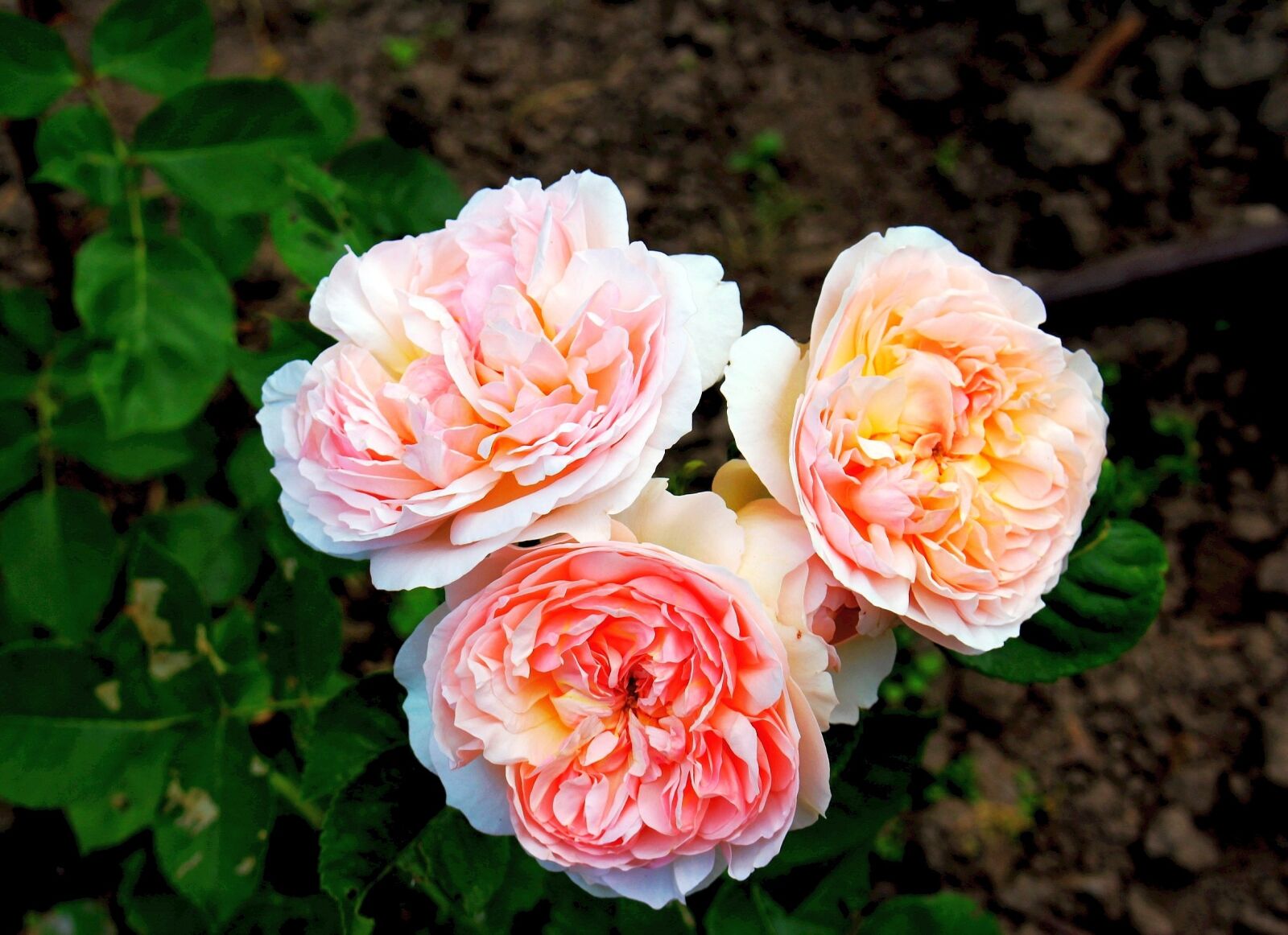 Canon EOS 700D (EOS Rebel T5i / EOS Kiss X7i) sample photo. Flowers, roses, blooms photography
