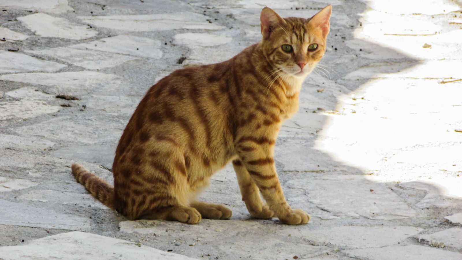 Canon PowerShot SX400 IS sample photo. Cat, stray, kitten photography