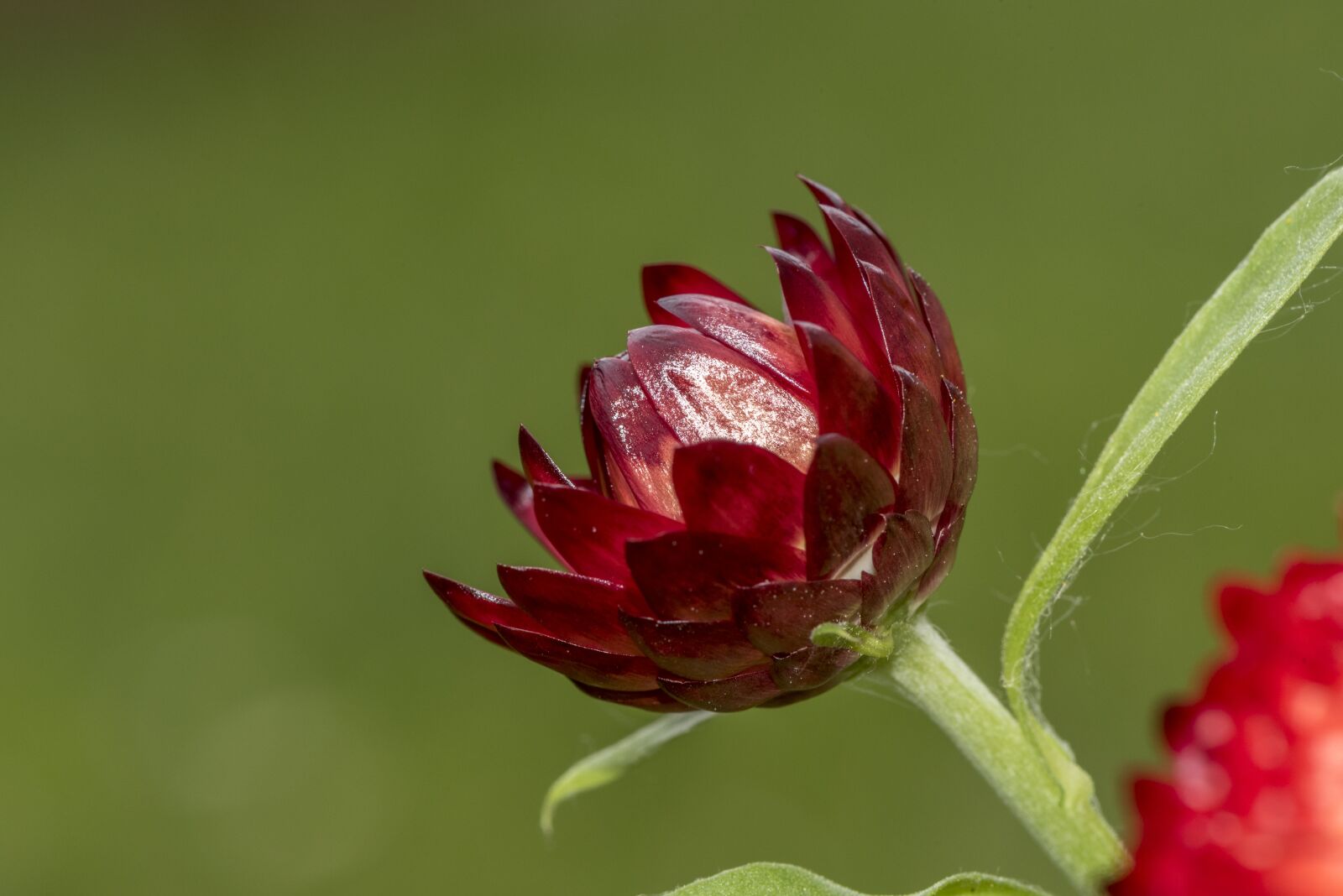 Nikon D750 sample photo. Italicum, flower, forever photography