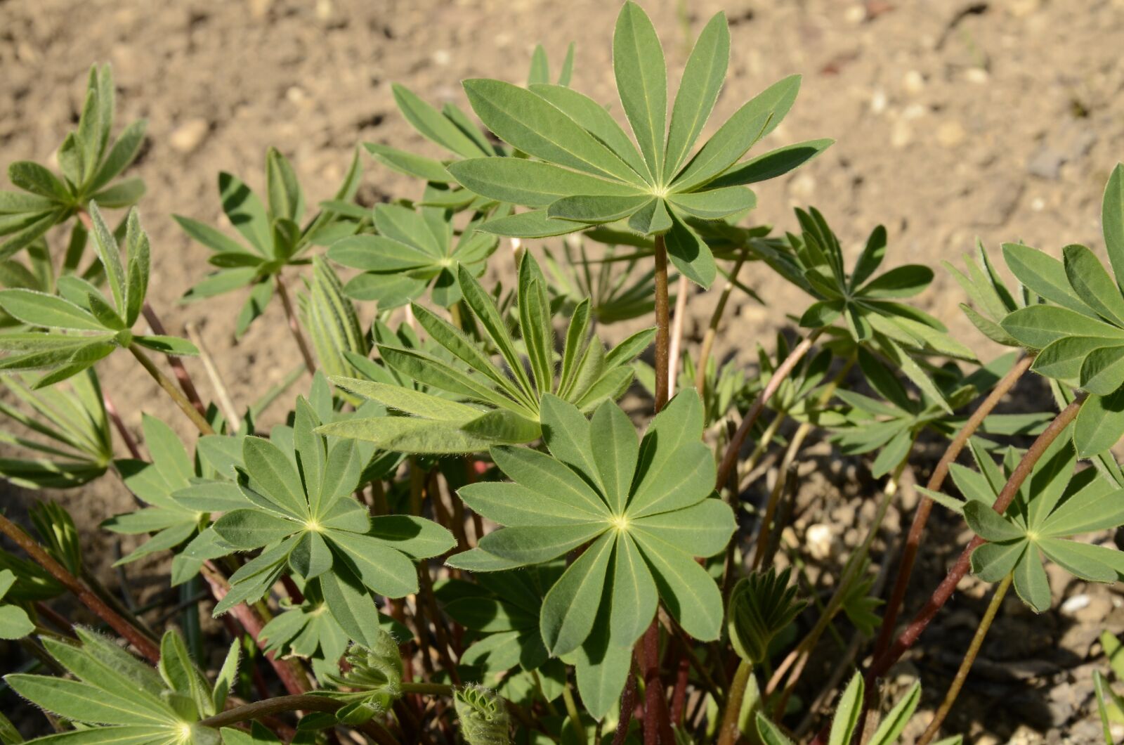 Nikon D7000 sample photo. Sprout, lupin, leaves photography
