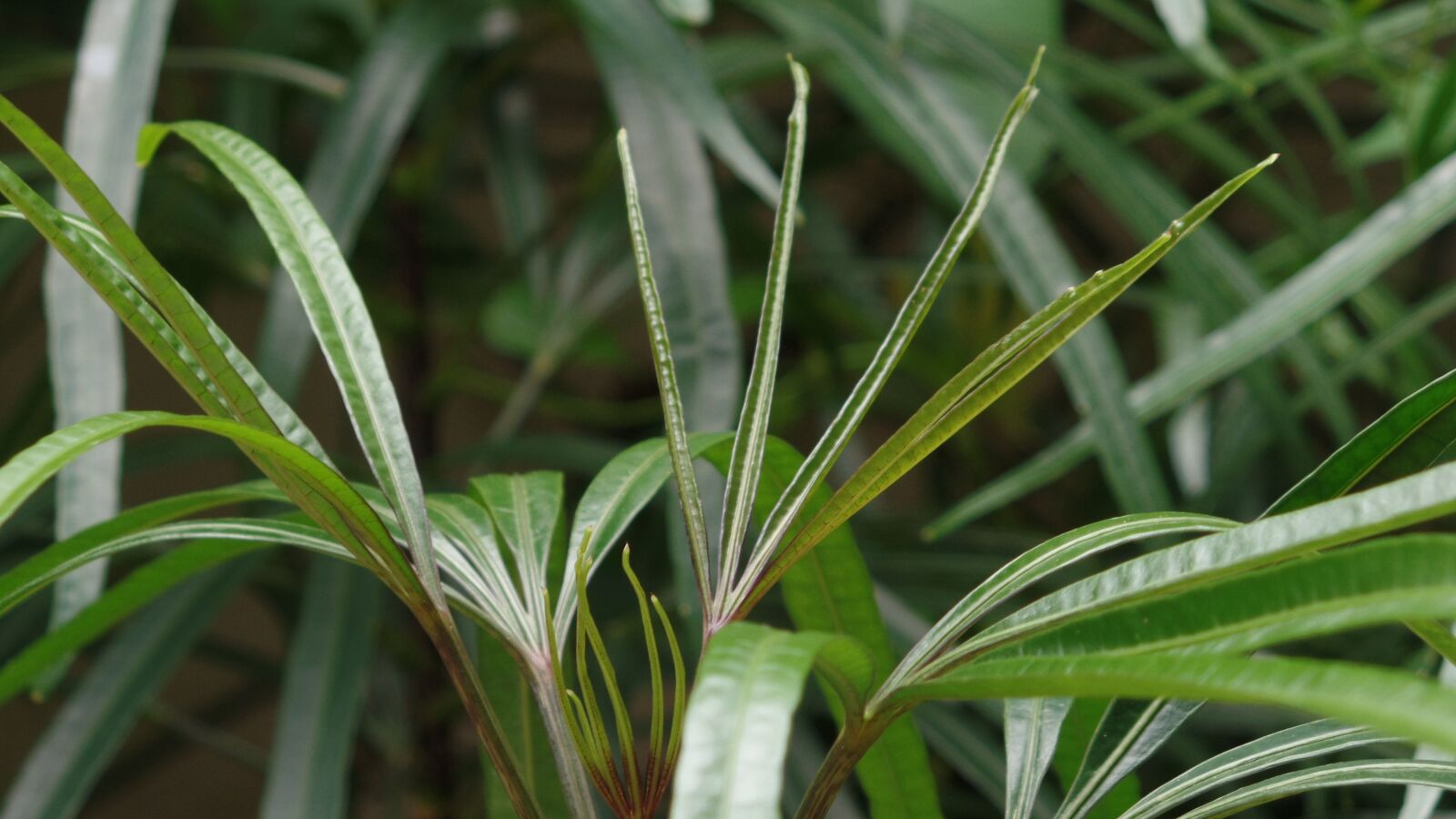 Samsung WB350F/WB351F/WB352F sample photo. Garden, green leave, green photography