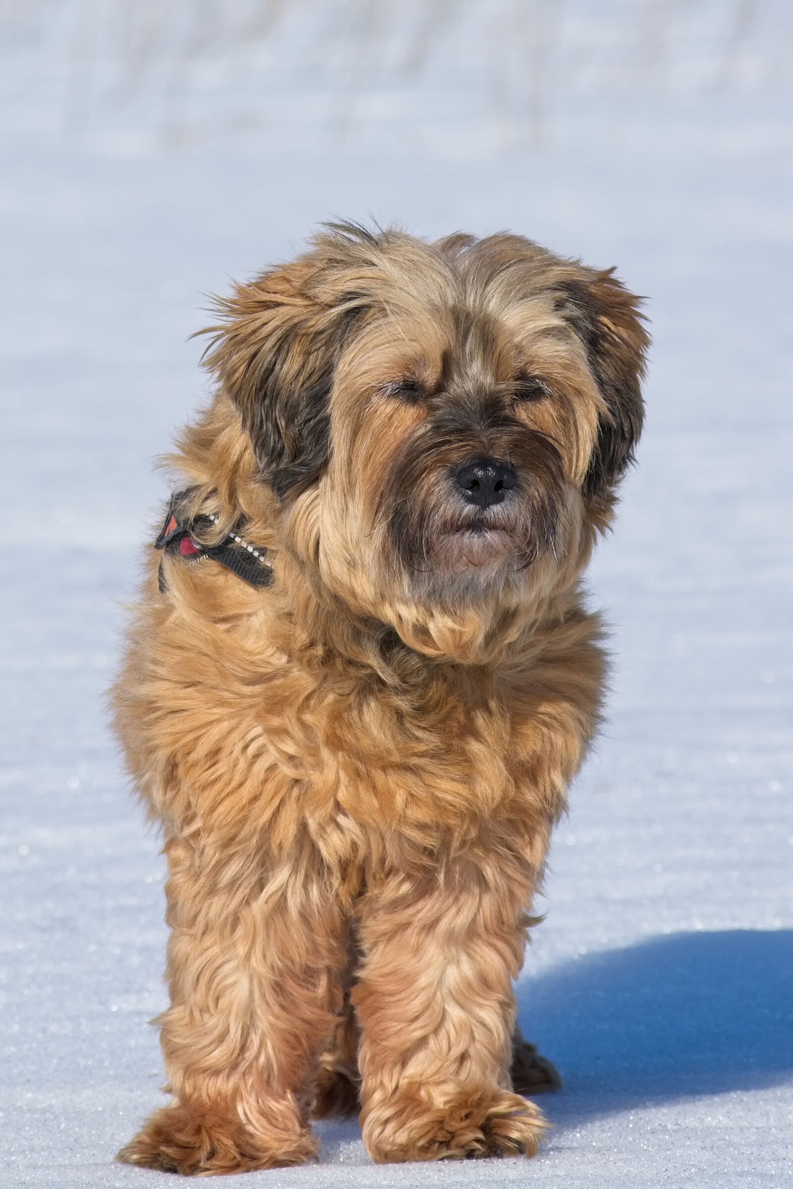 Nikon D7100 sample photo. Tibetan terrier, dog breed photography