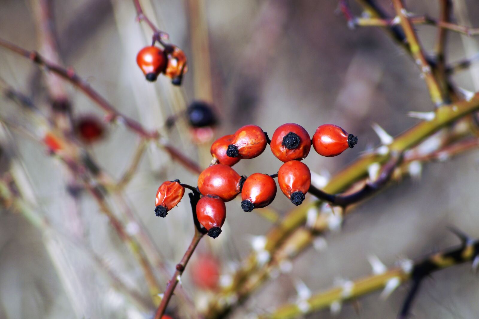 Sony SLT-A58 sample photo. Rose hip, nature, branch photography