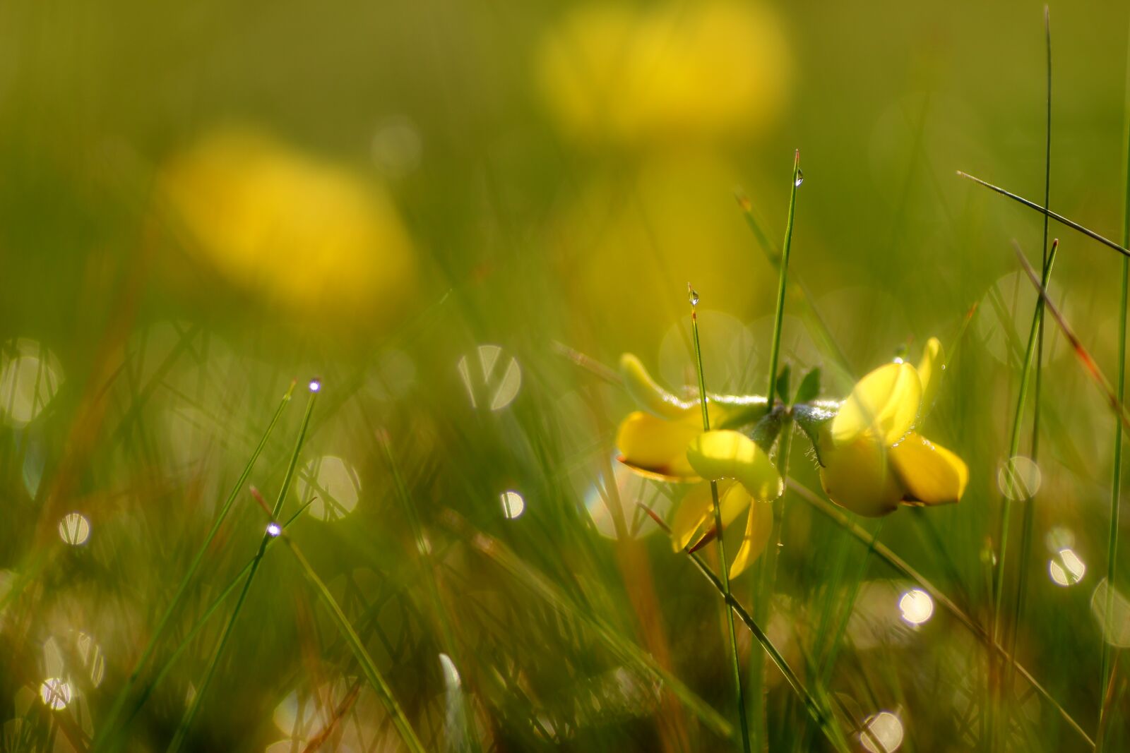 Tamron SP 90mm F2.8 Di VC USD 1:1 Macro sample photo. Flower, yellow, morgentau photography